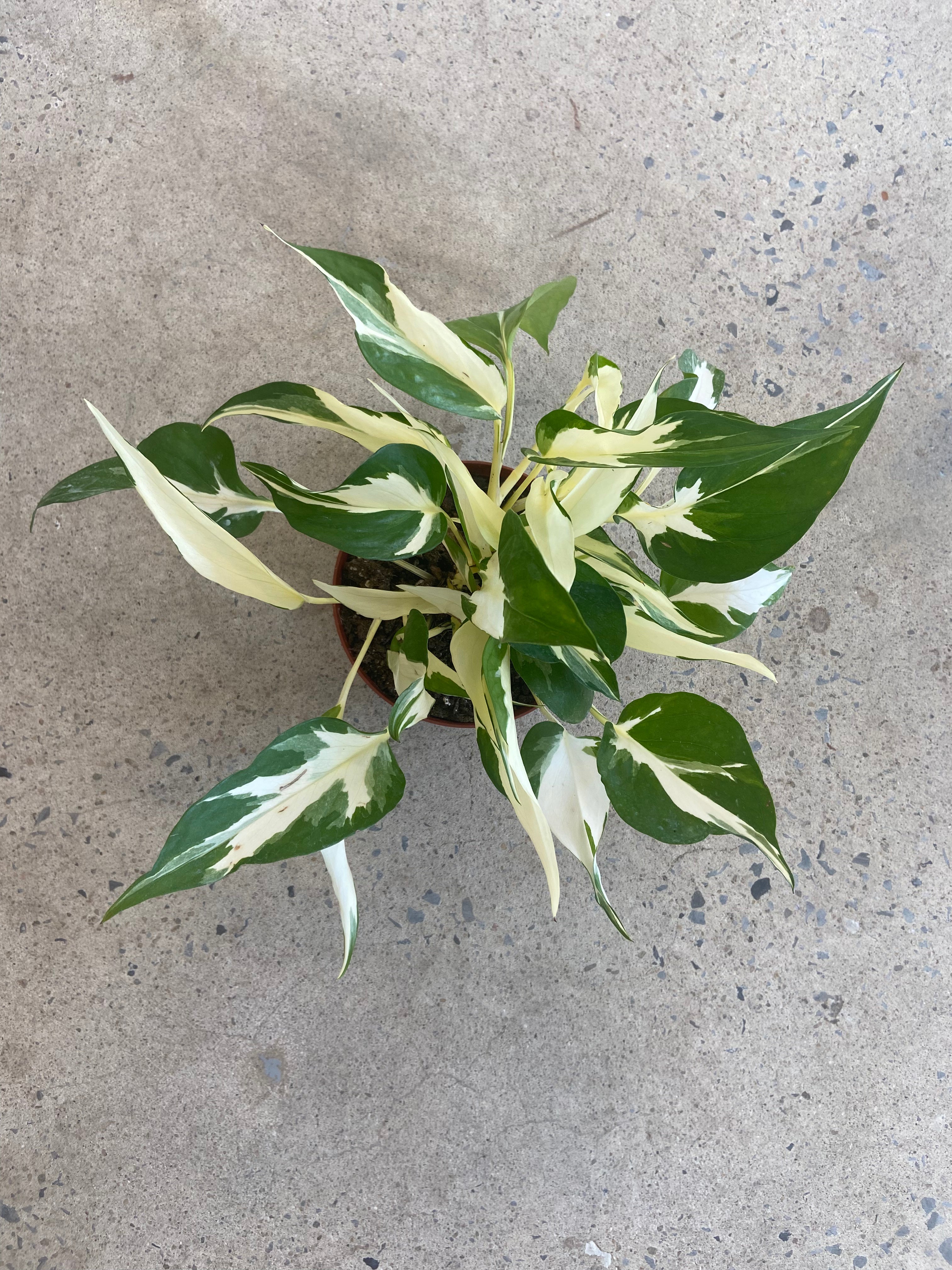 pothos manjula mutant Epipremnum aureum « Manjula » (Mutant)