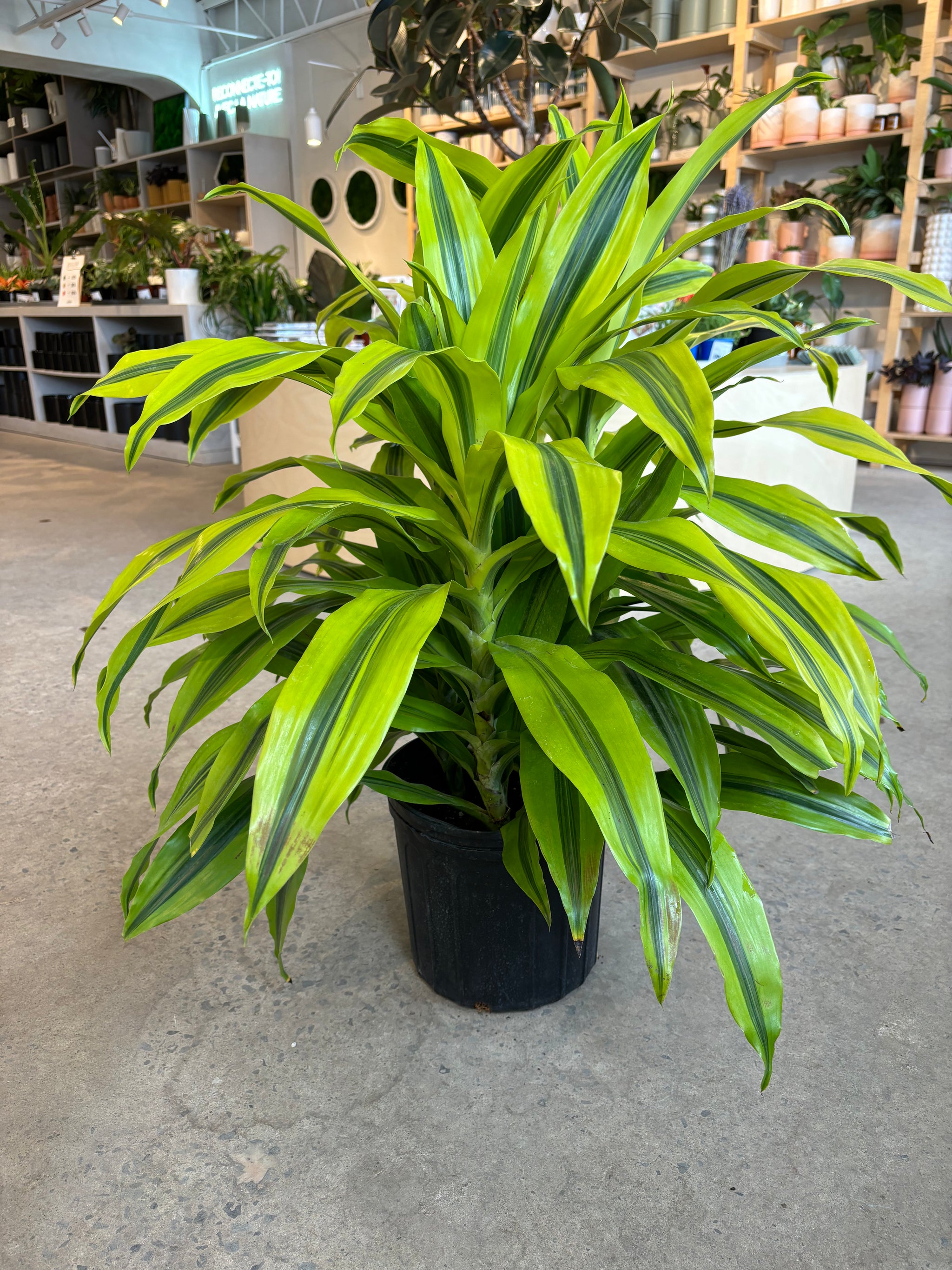 dracaena kristi Dracaena Kristi