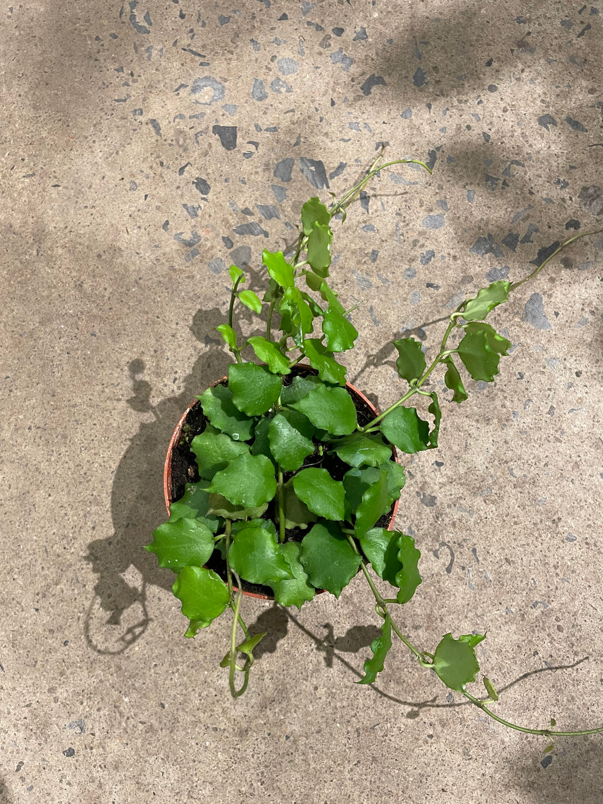 Hoya «endauensis»