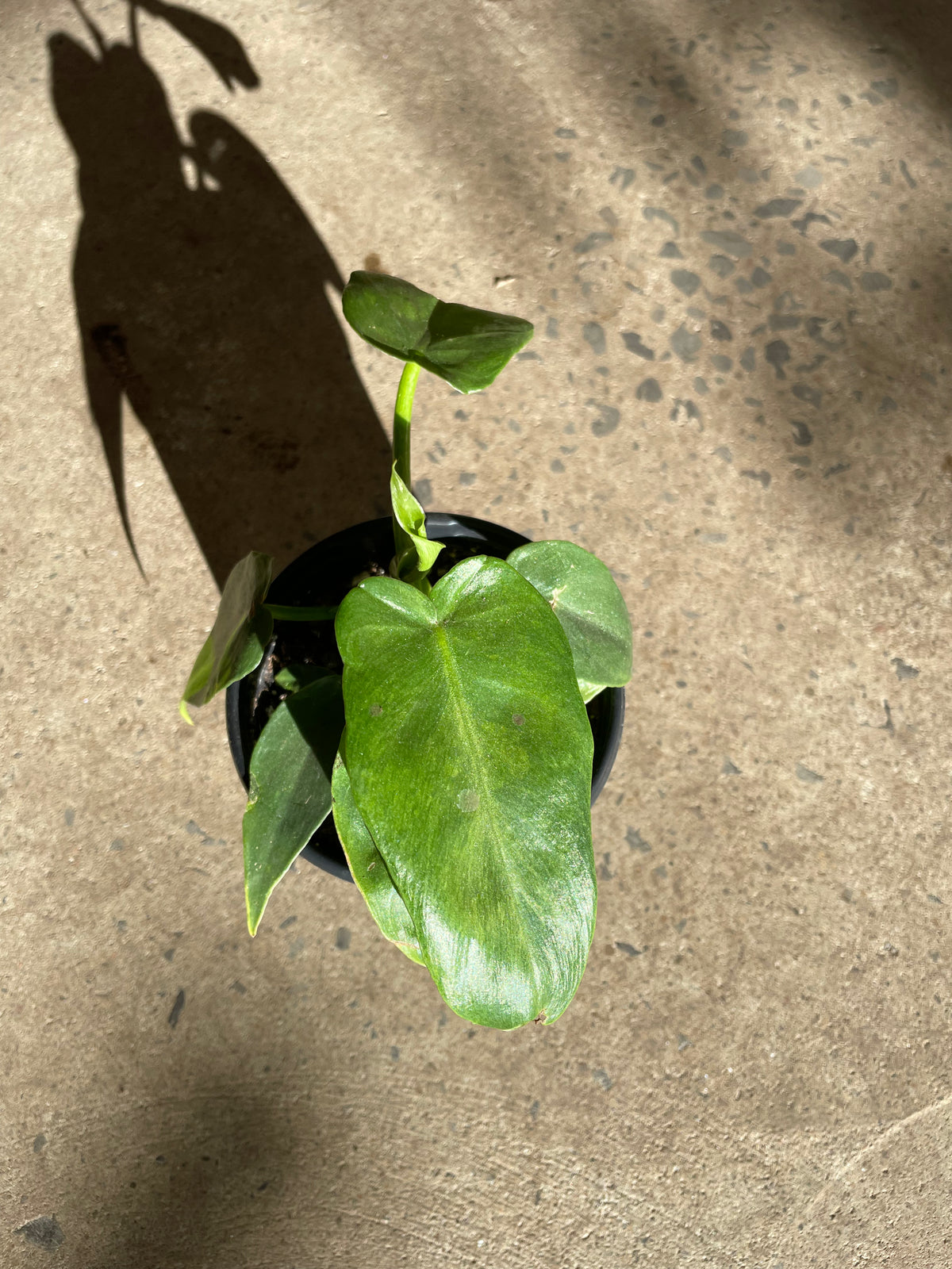Philodendron Bob Cee