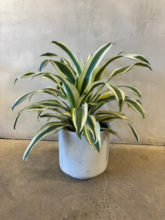 goldon pothos 4