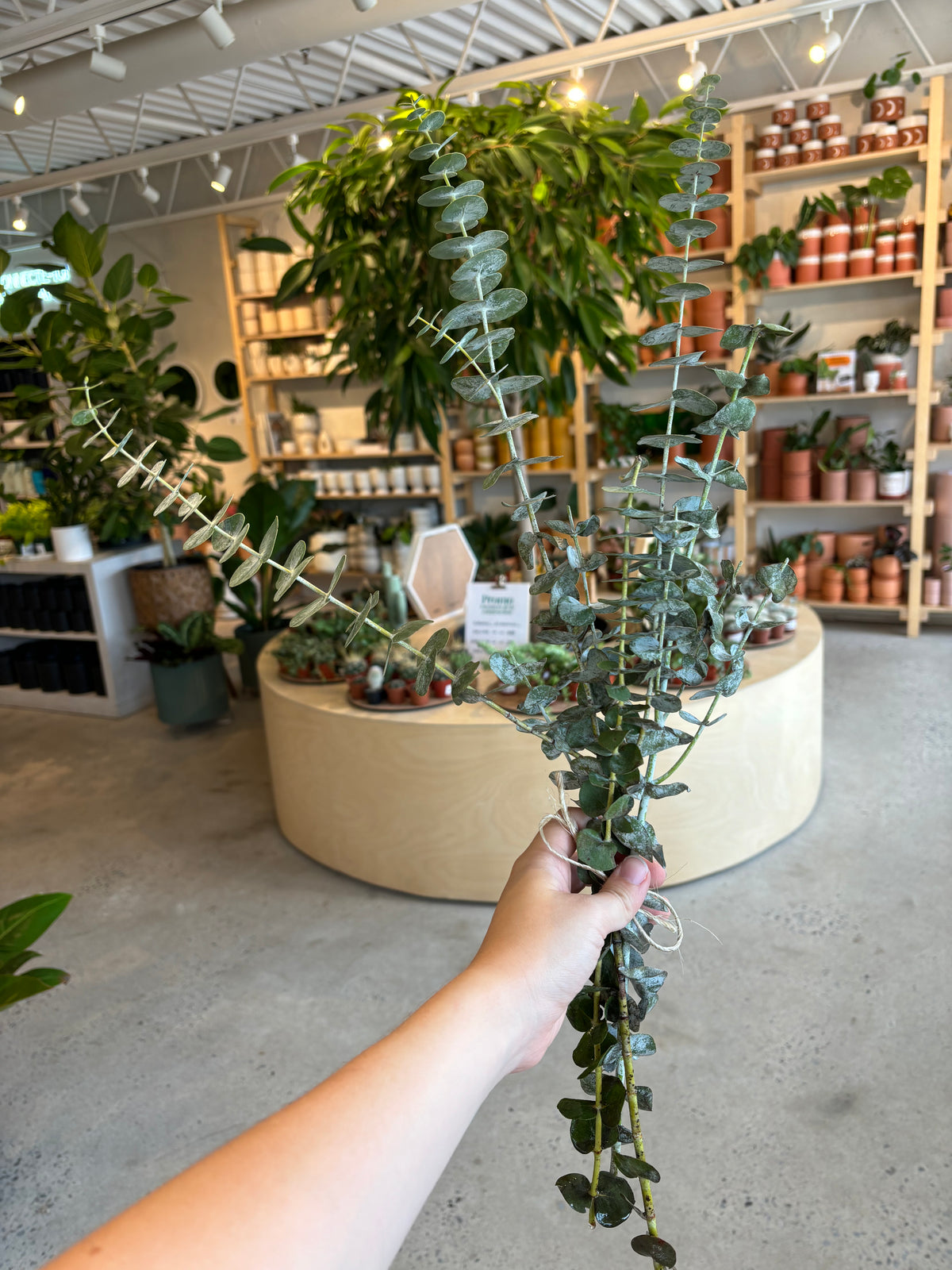 Bouquet d&#39;Eucalyptus