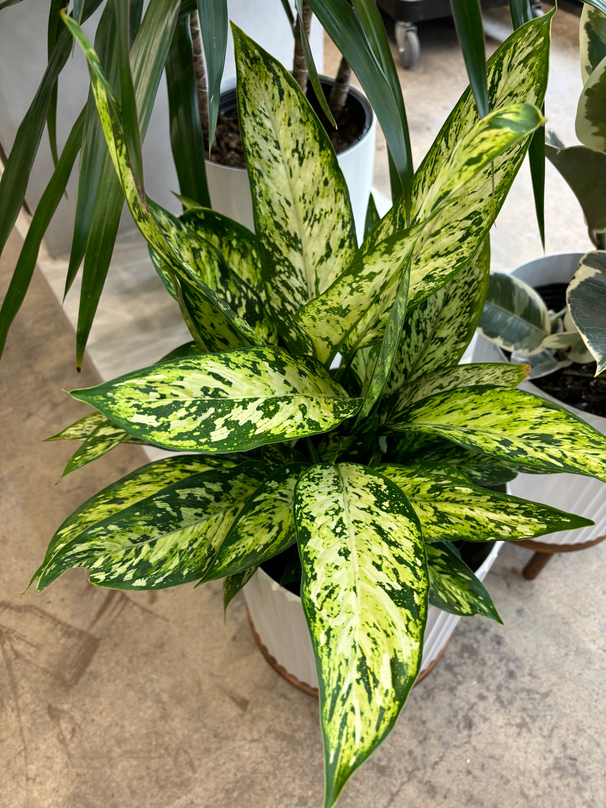 Dieffenbachia Vesivius