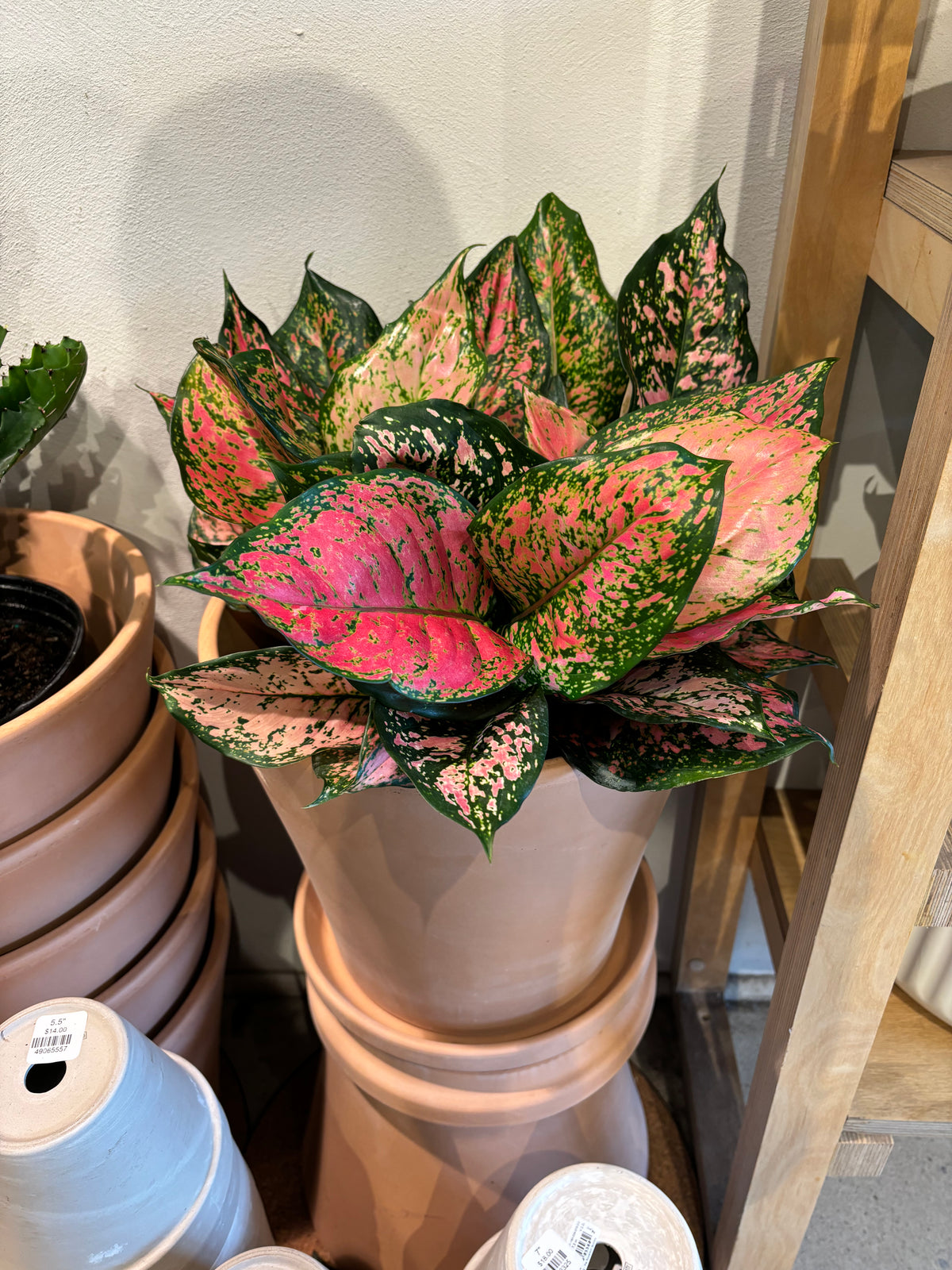 Aglaonema « Pink Dalmatian »