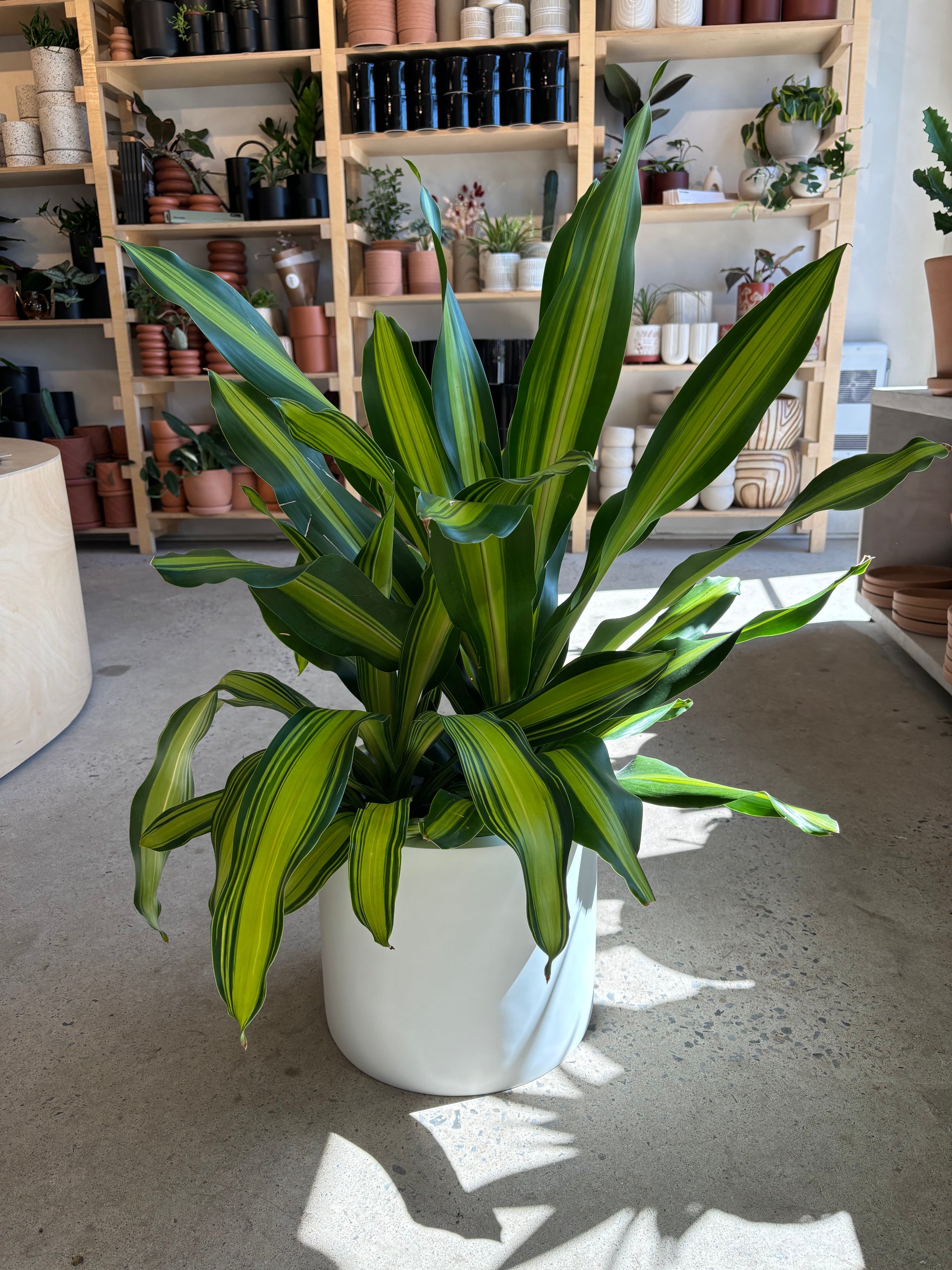dracaena marley Dracaena Marley