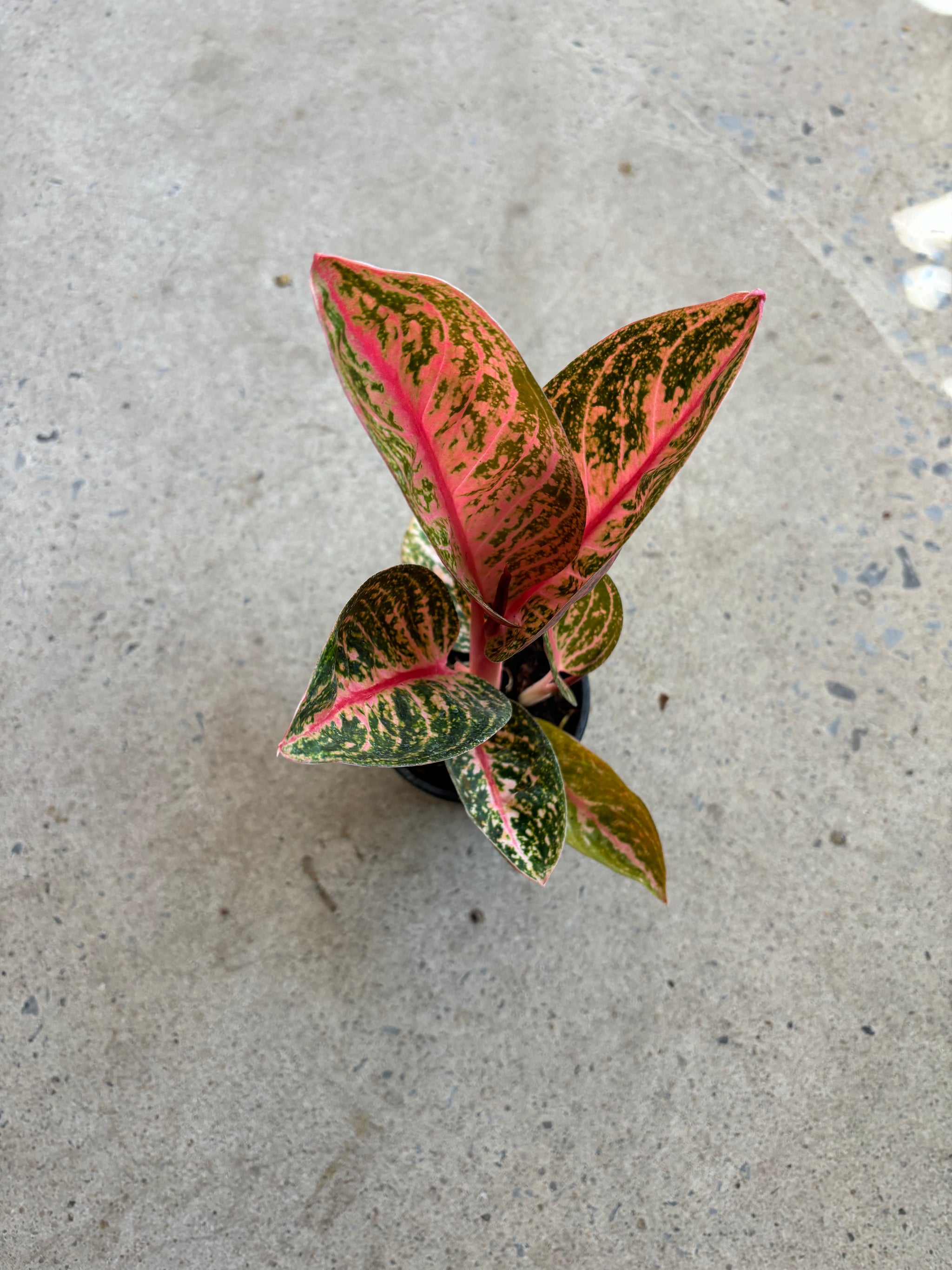 aglaonema golden powder Aglaonema Golden Powder