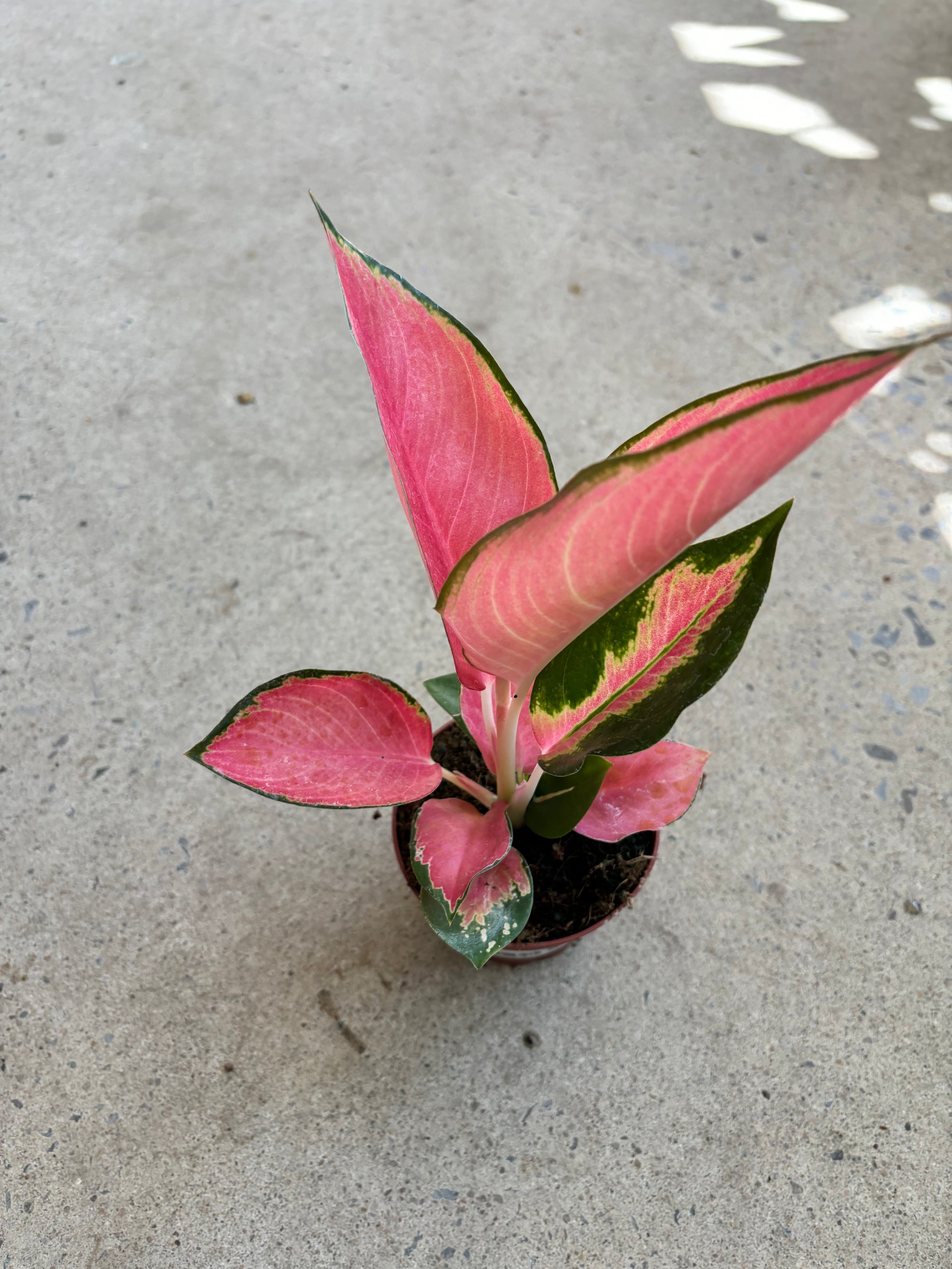aglaonema pink pearl Aglaonema Pink Pearl