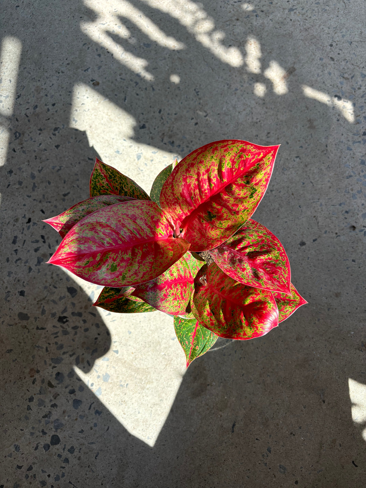 Aglaonema «Sup Mongkol»