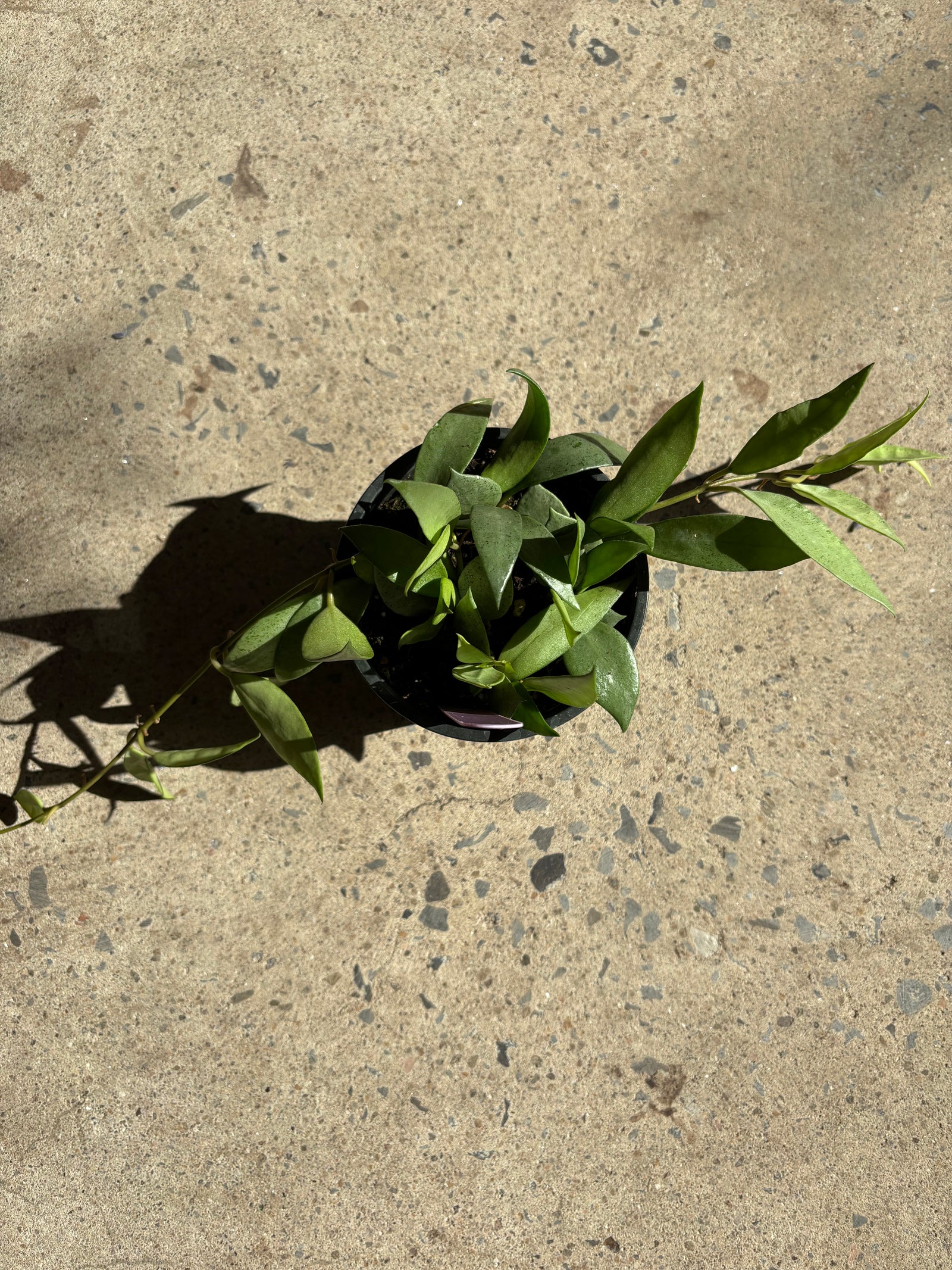 Hoya « Lacunosa » Silver
