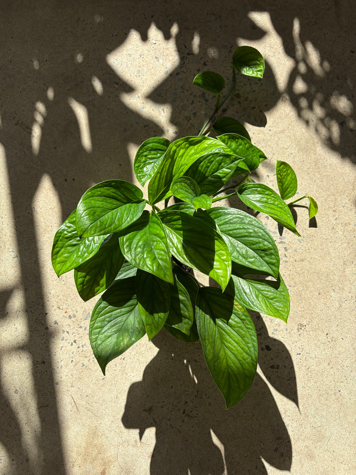 Monstera « Pinnatipartita »