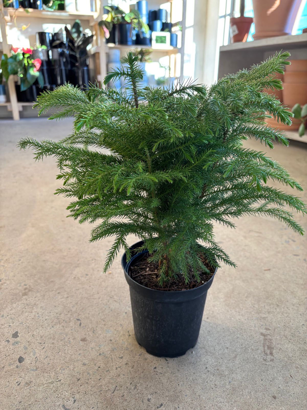 Araucaria « Pin de Norfolk »