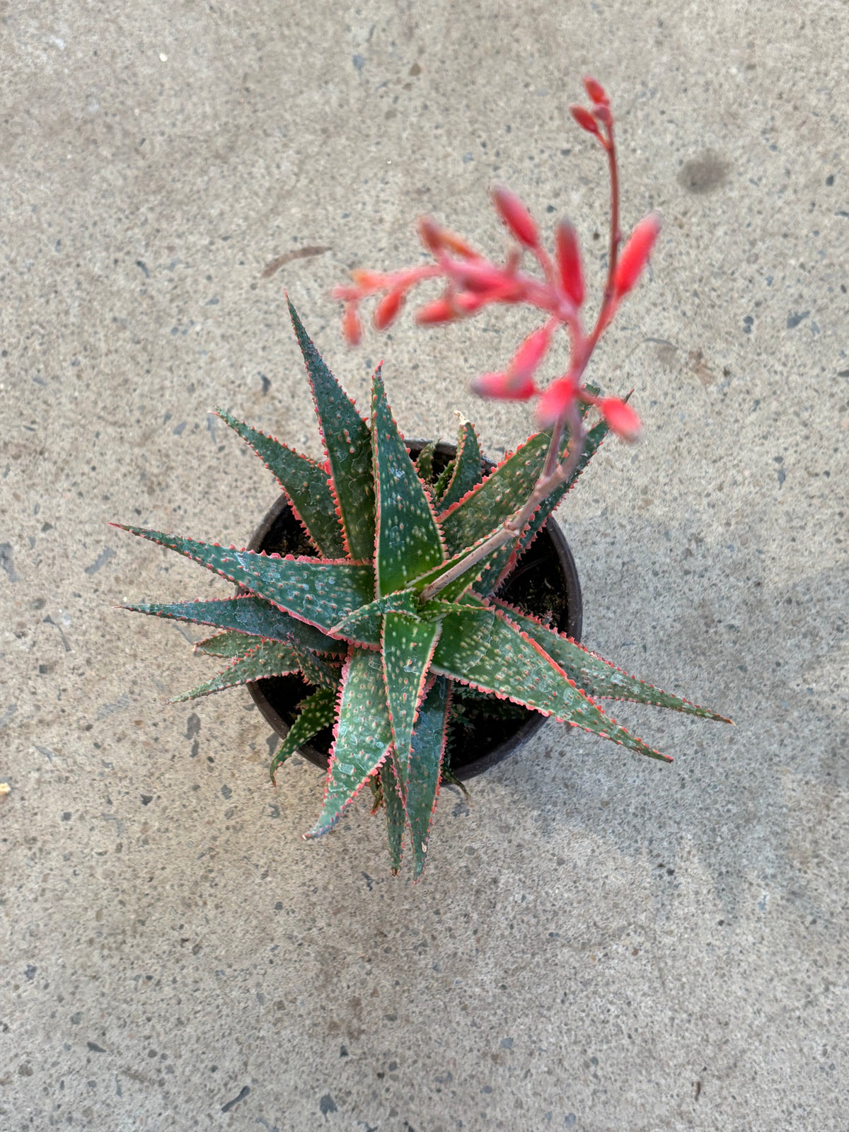 Aloe Christmas carol