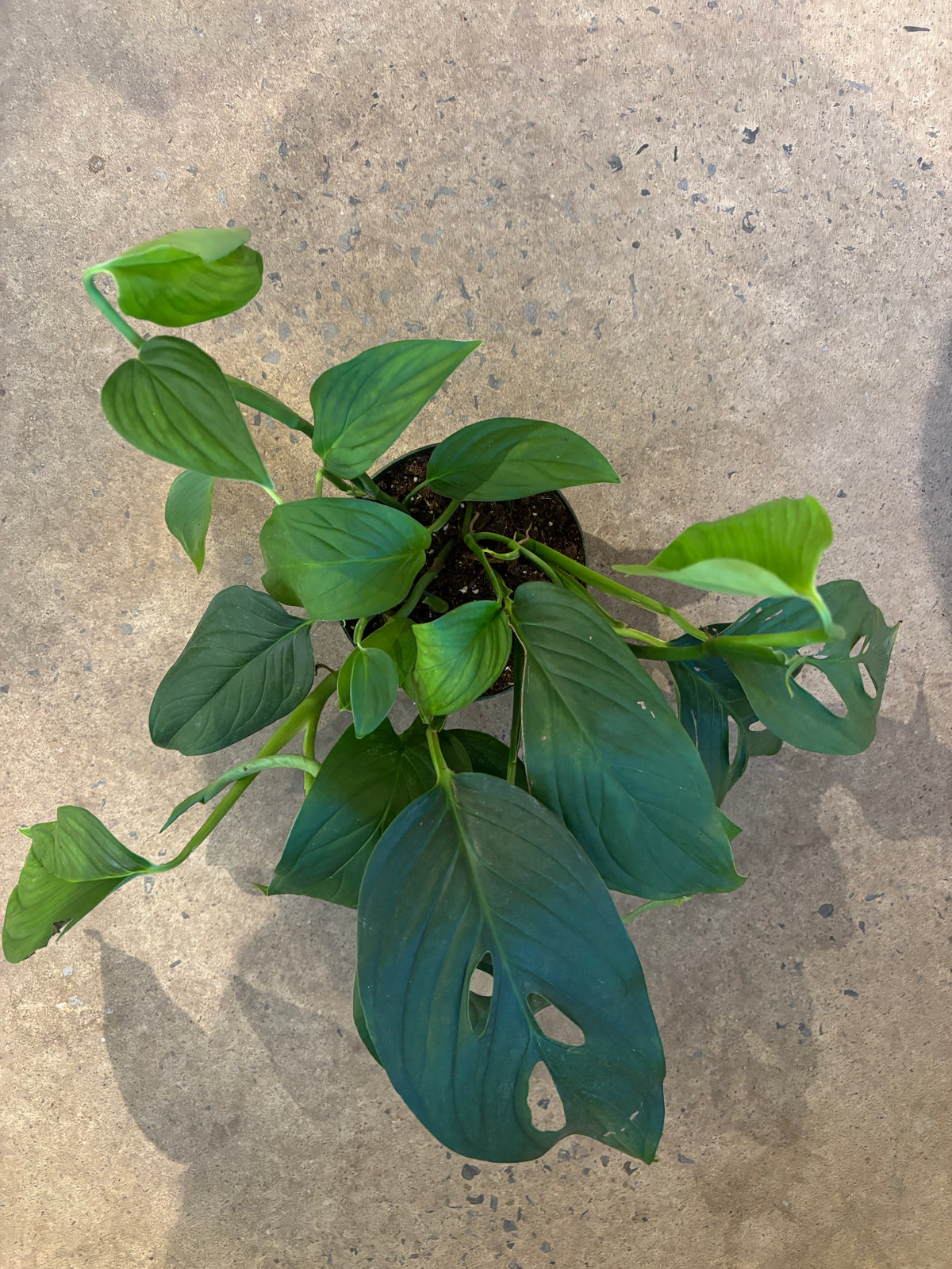 Monstera Lechleriana