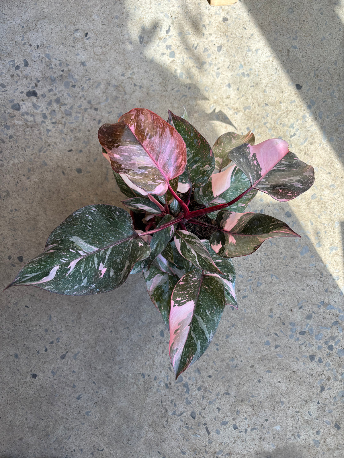 Philodendron « Pink Marble »