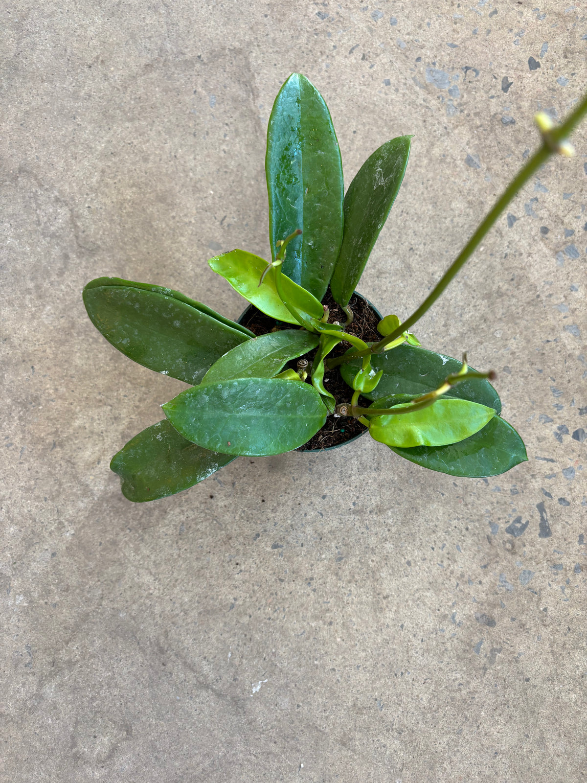 Hoya Meliflua