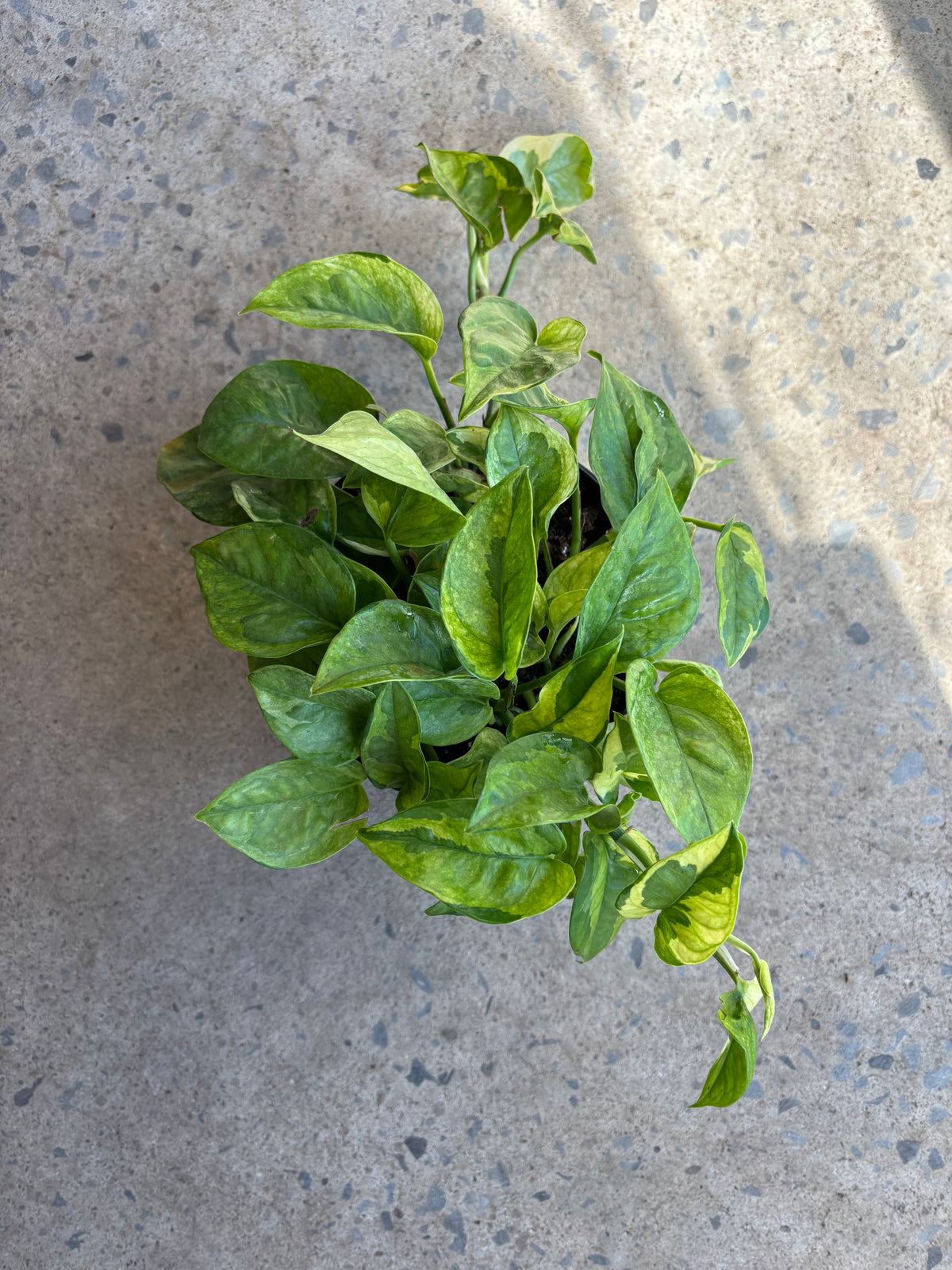Epipremnum aurea « Lemon Meringue »