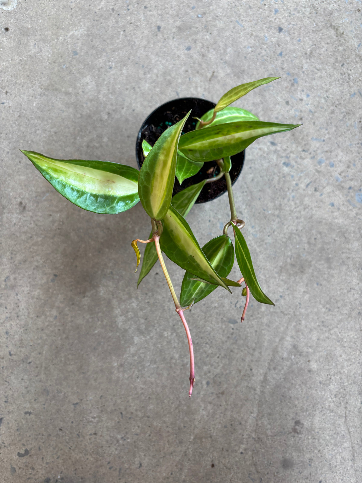 Hoya latifolia