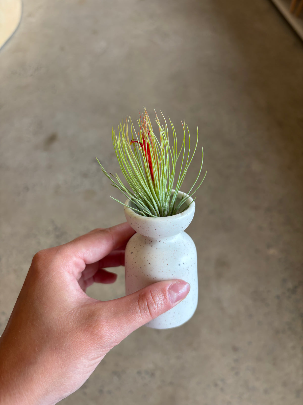 Tillandsia « Andreana »