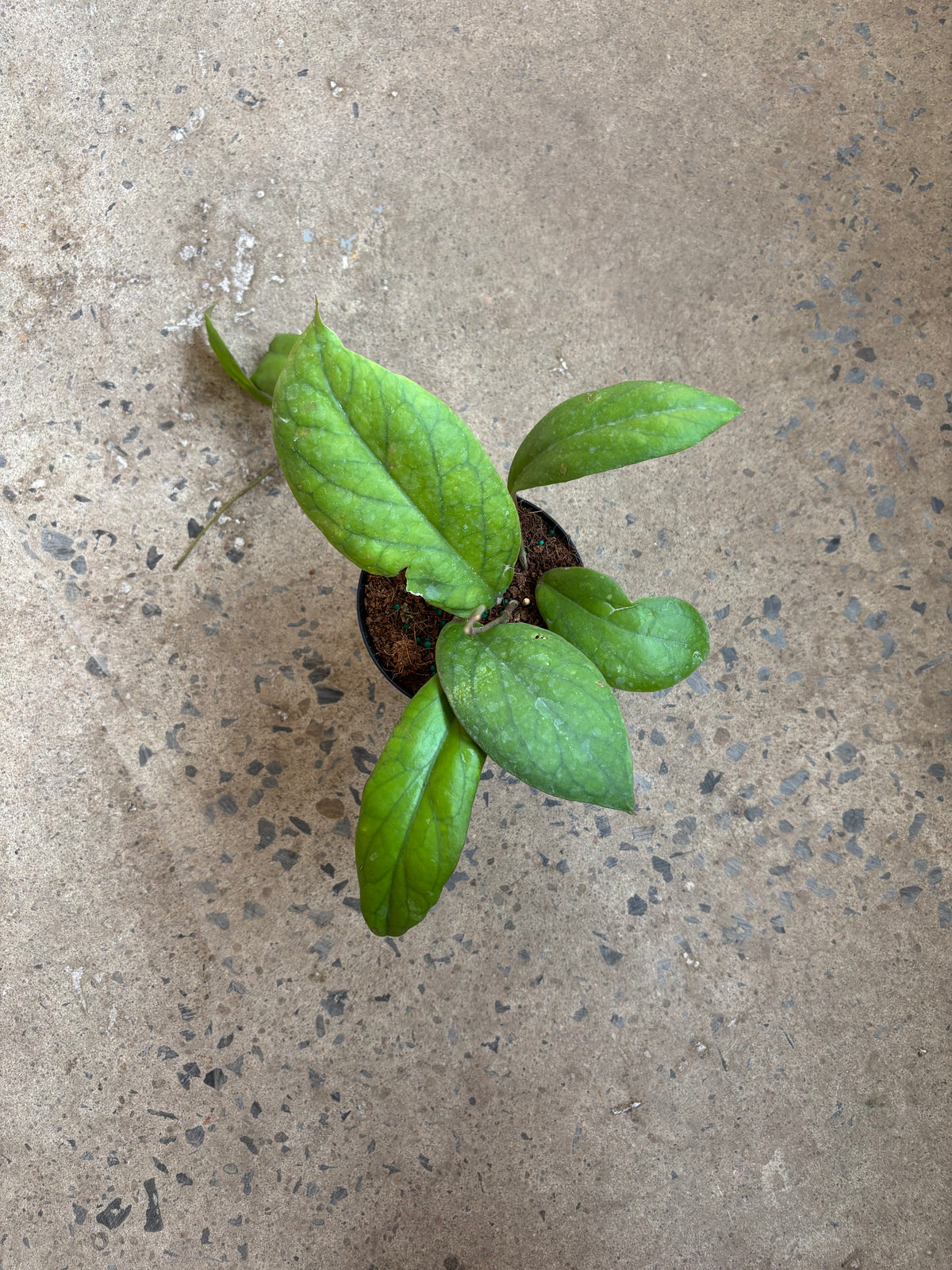 Hoya Vitellinoides