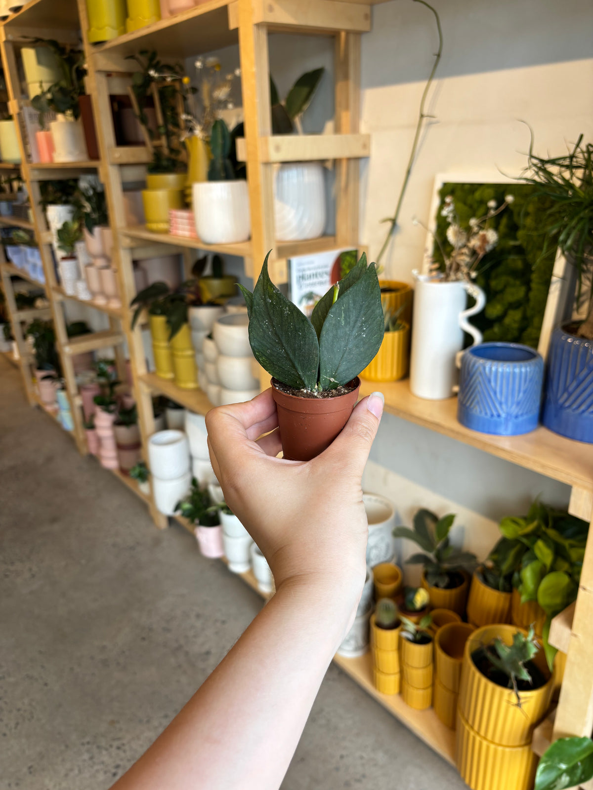 Hoya Polyneura