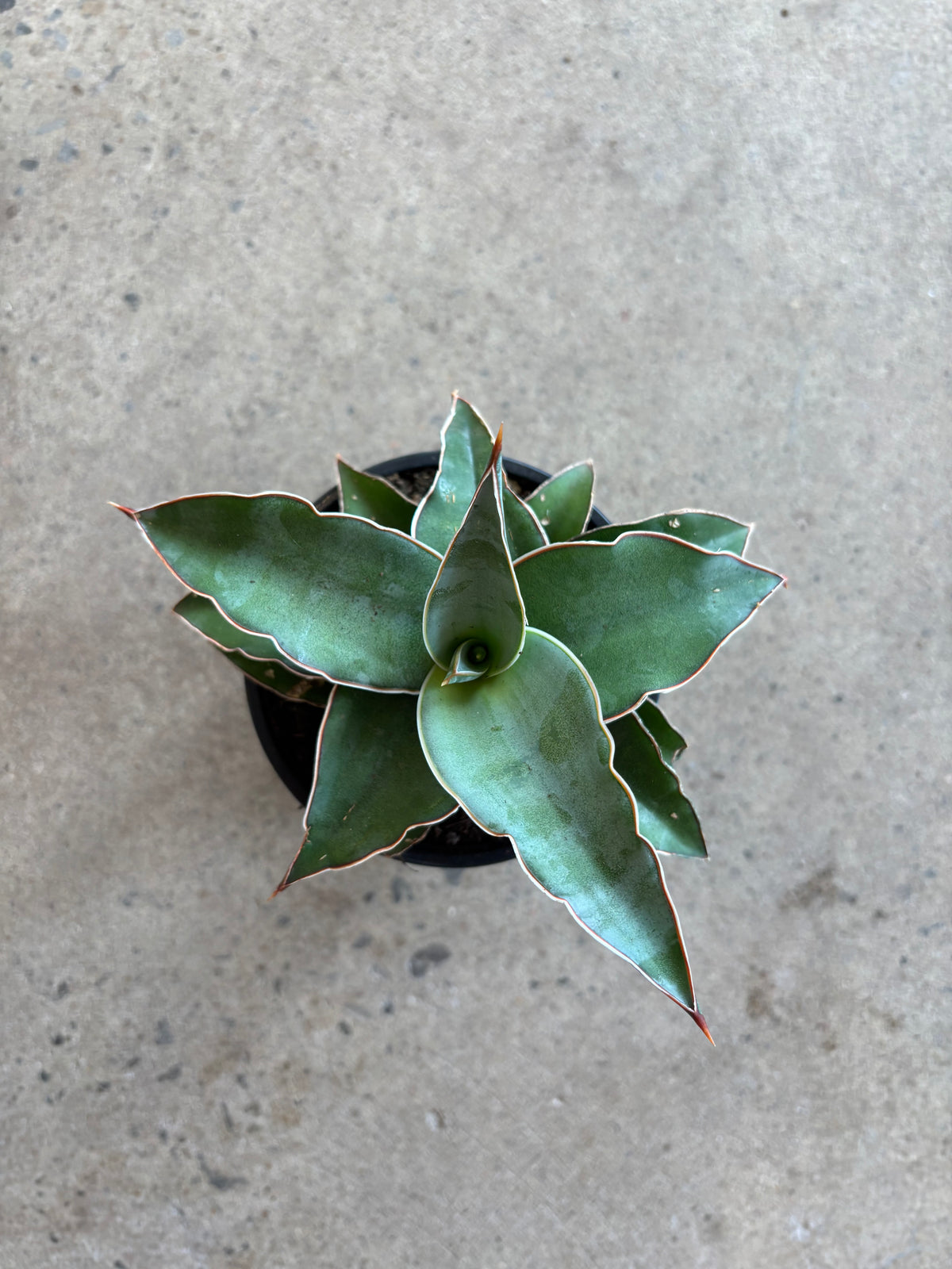 Sansevière powsyii &#39;Blue Kew&#39;