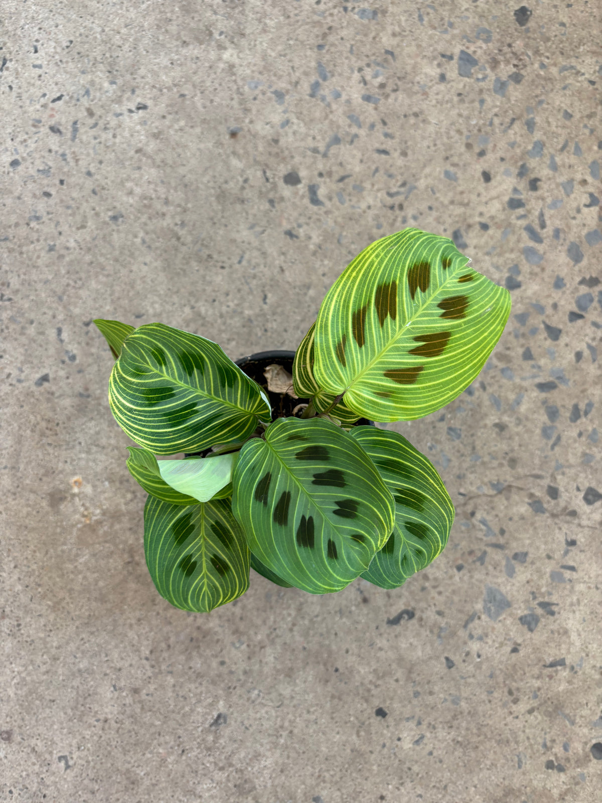 Maranta leuconeura &quot;Gold Veins&quot;