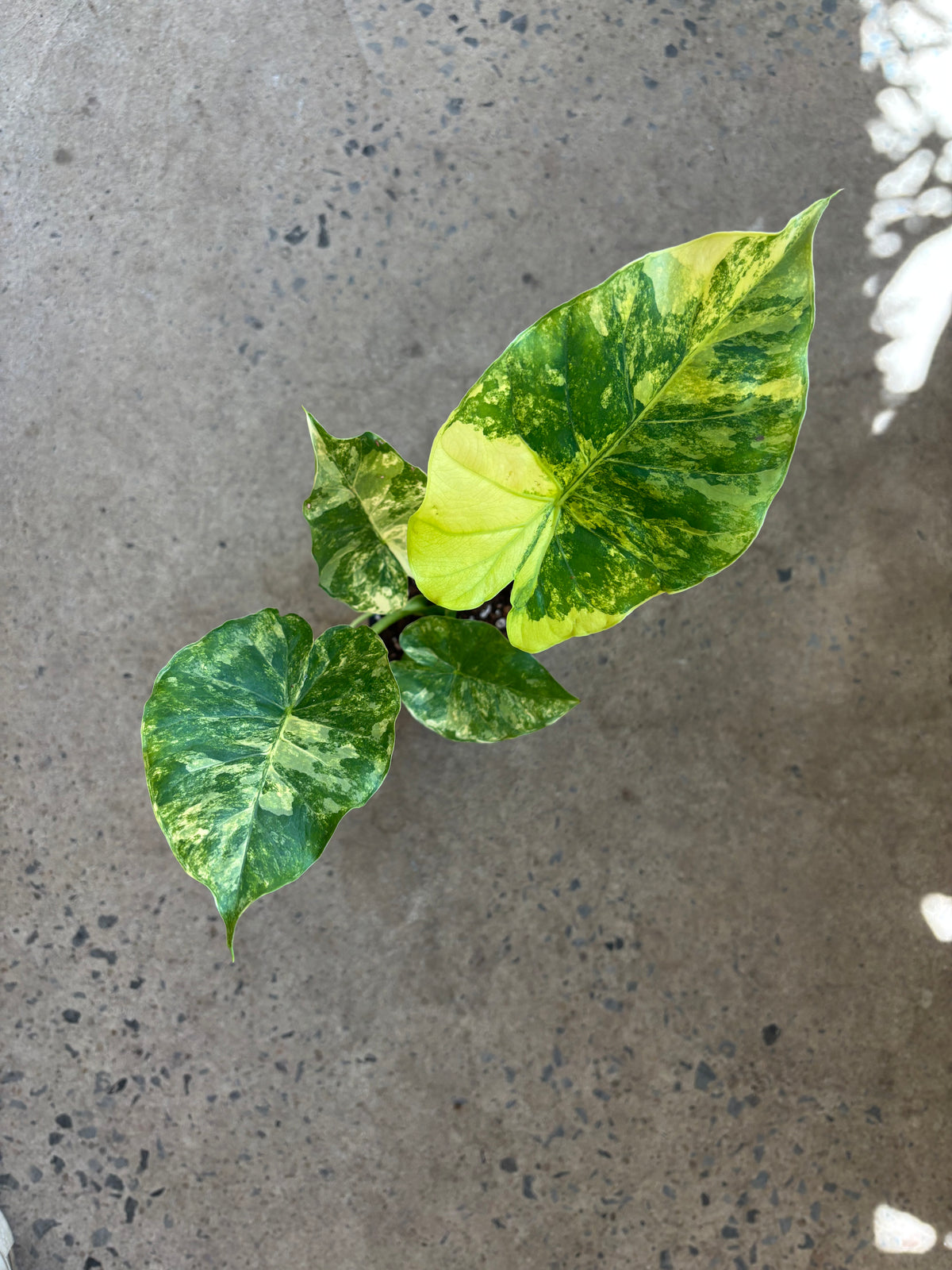 Alocasia Gageana Aurea