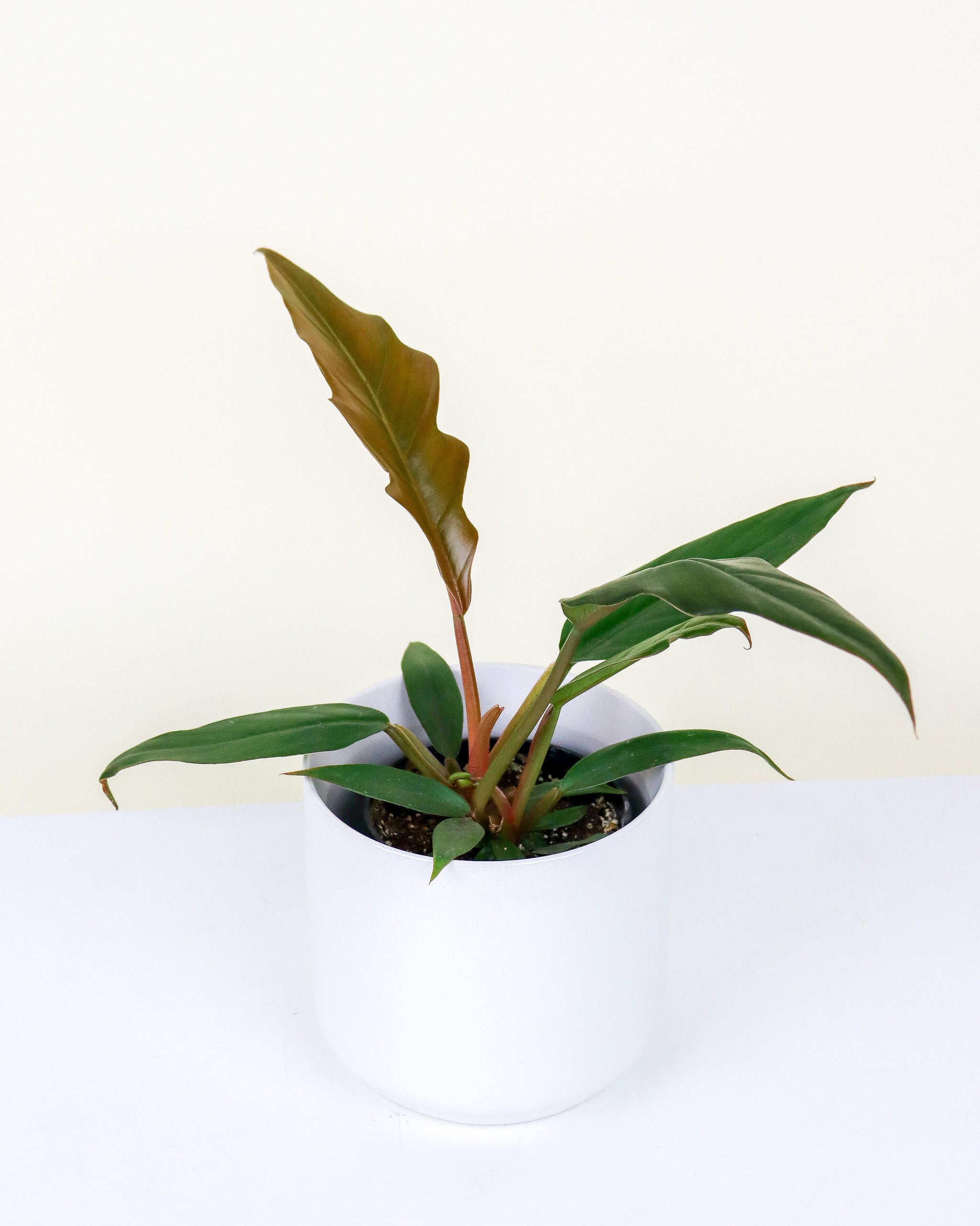 philodendron caramel pluto Philodendron Caramel Pluto