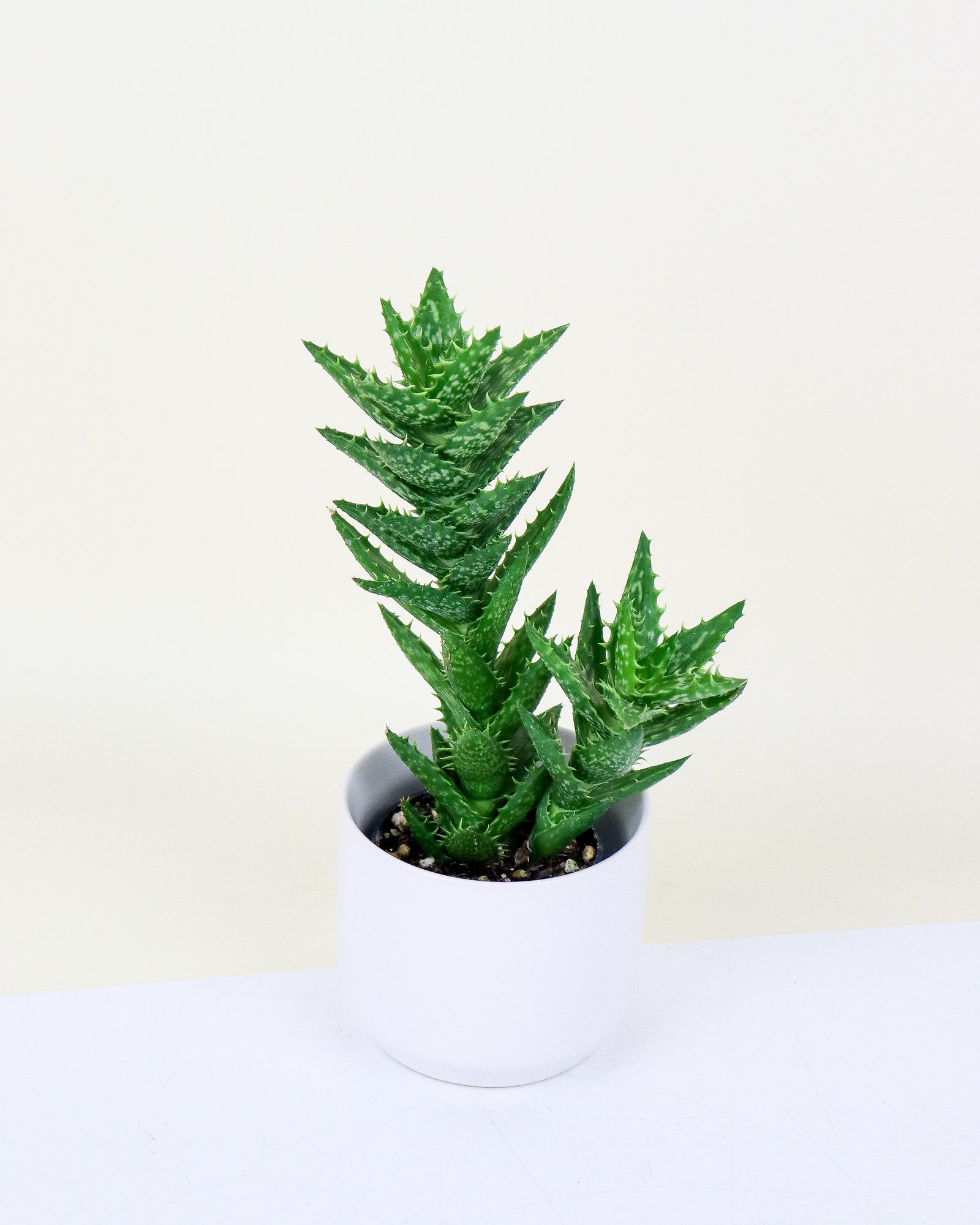 Aloe Juvenna
