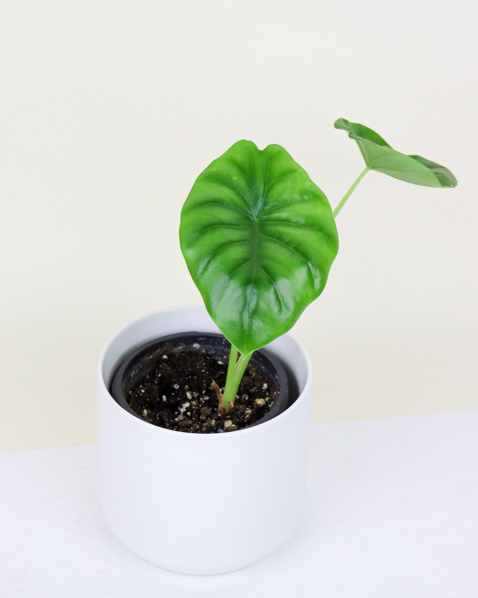 Alocasia « green shield »