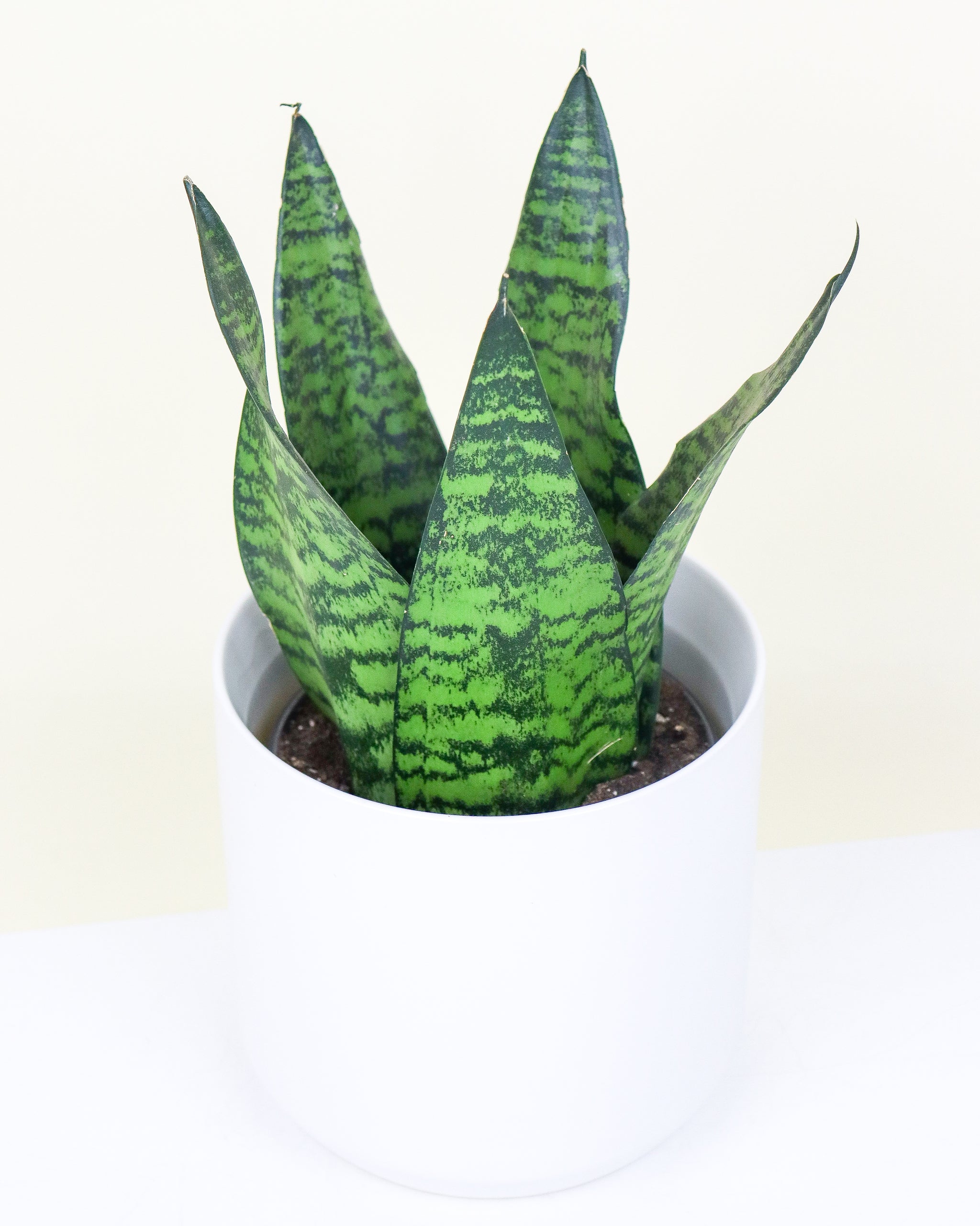 sansevieria danish crown Sansevière « Danish Crown »