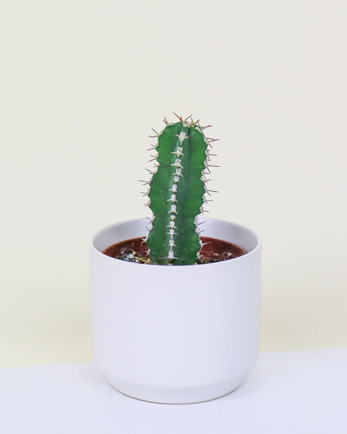 Cactus et Euphorbes assortis