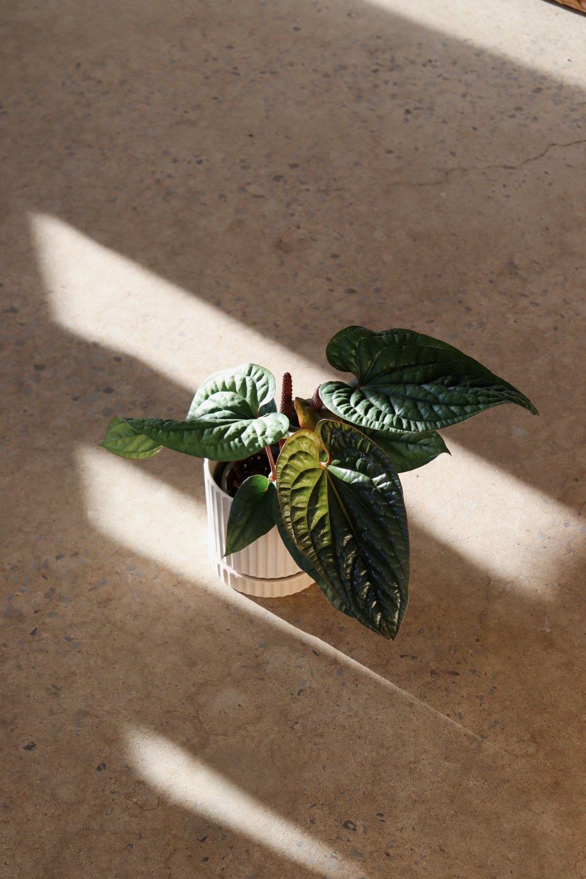 Anthurium « Radicans X Luxurians »