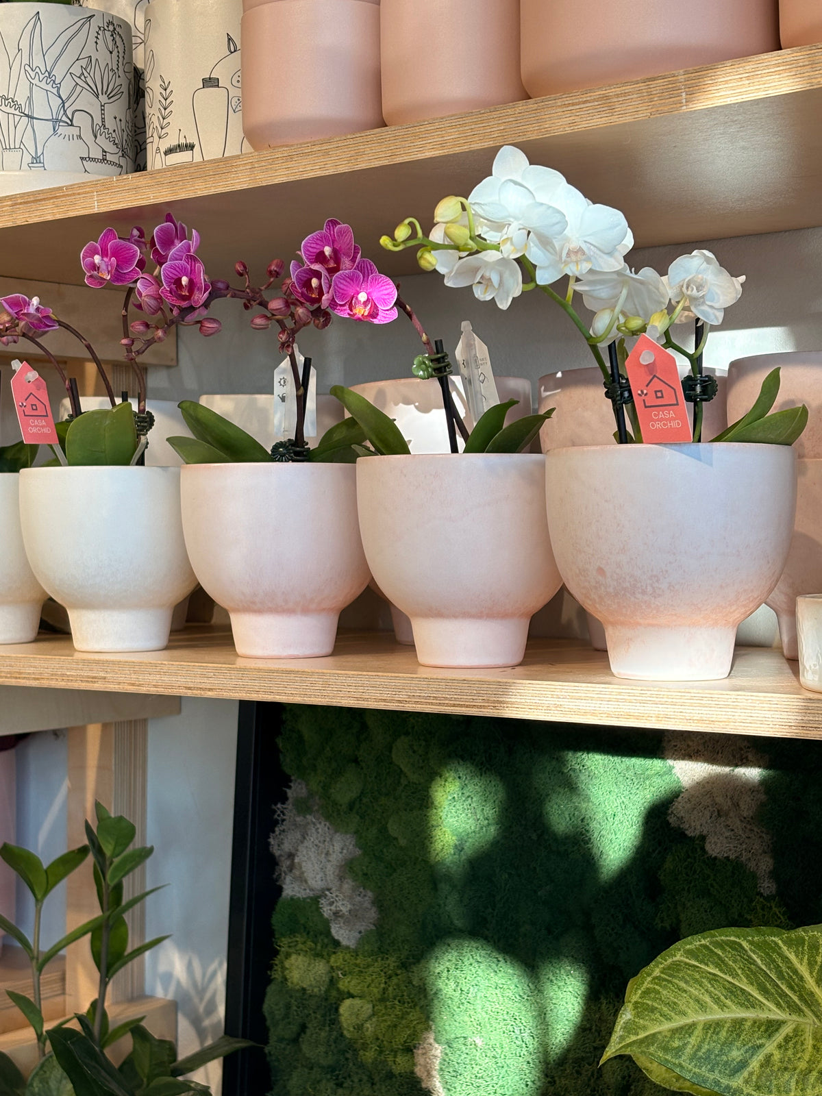 Phalaenopsis « Orchidée »