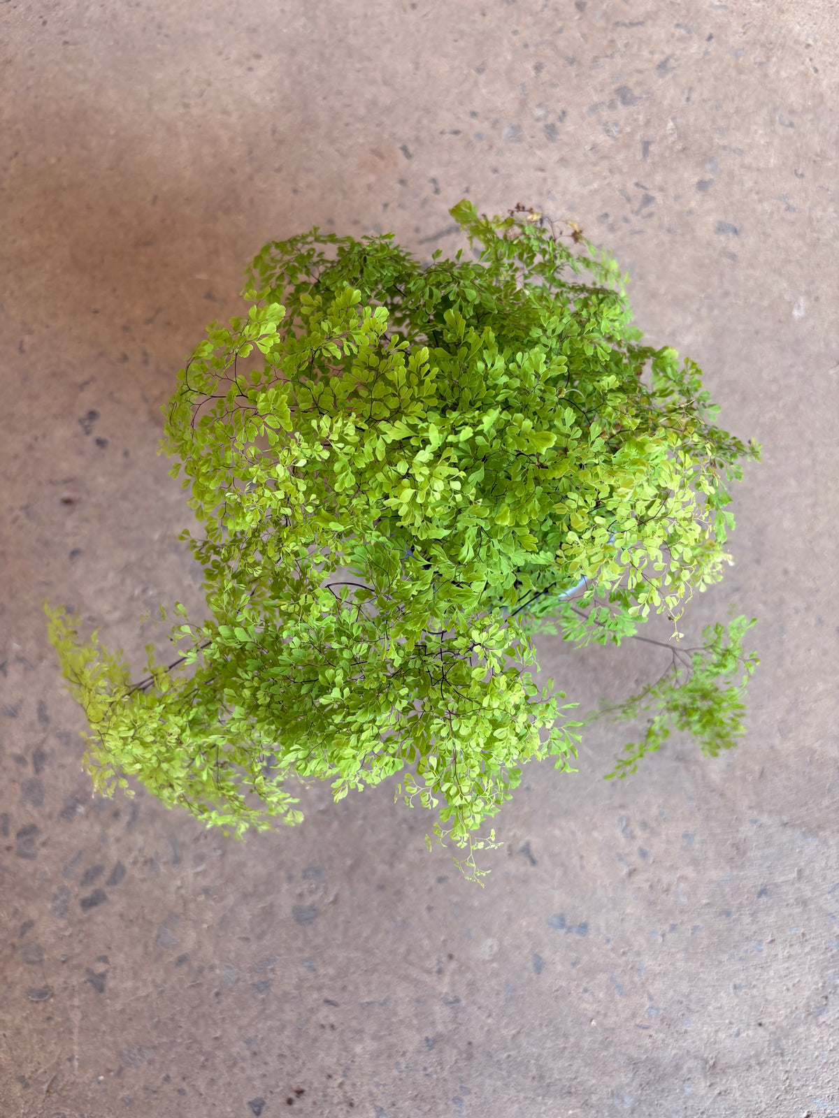 Adiantum raddianum « Misty Cloud »