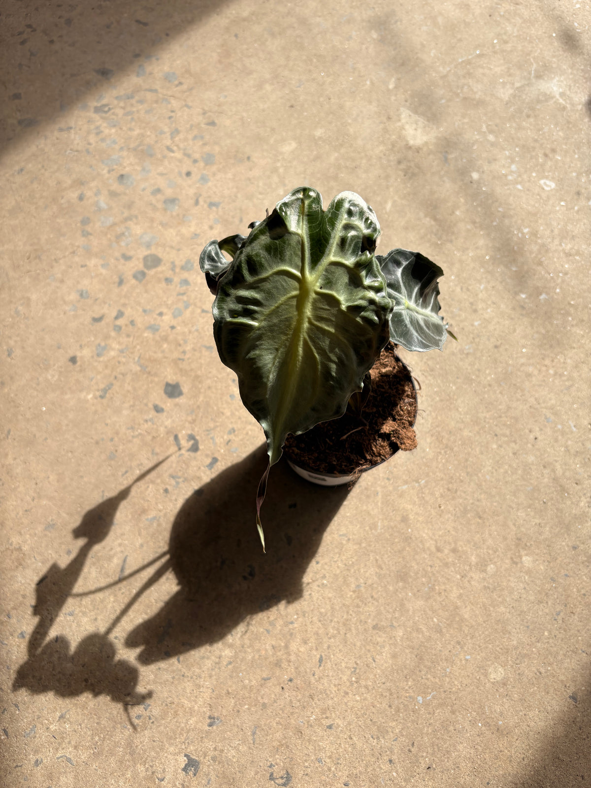 Alocasia Venom