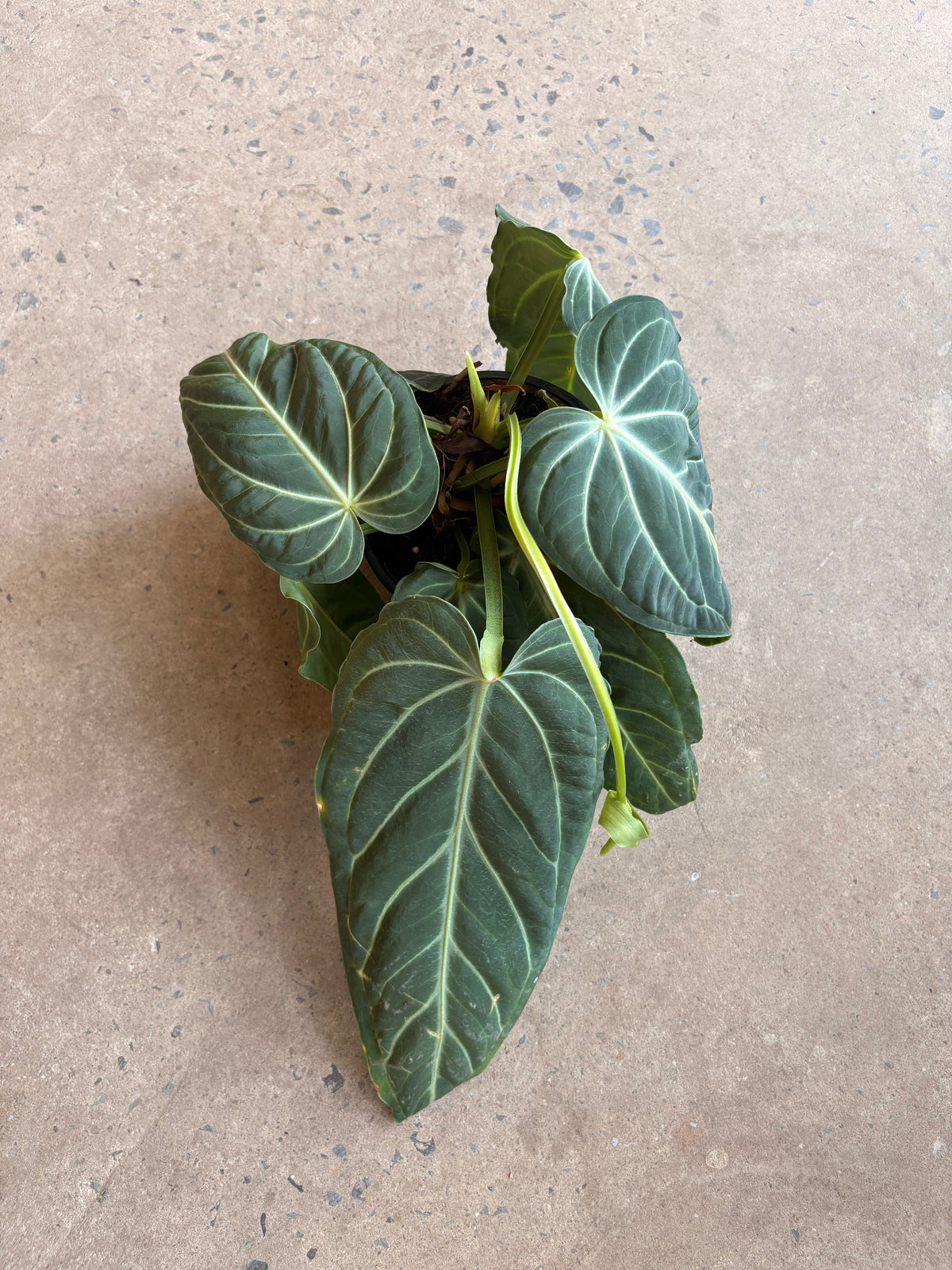 Anthurium Villenaorum