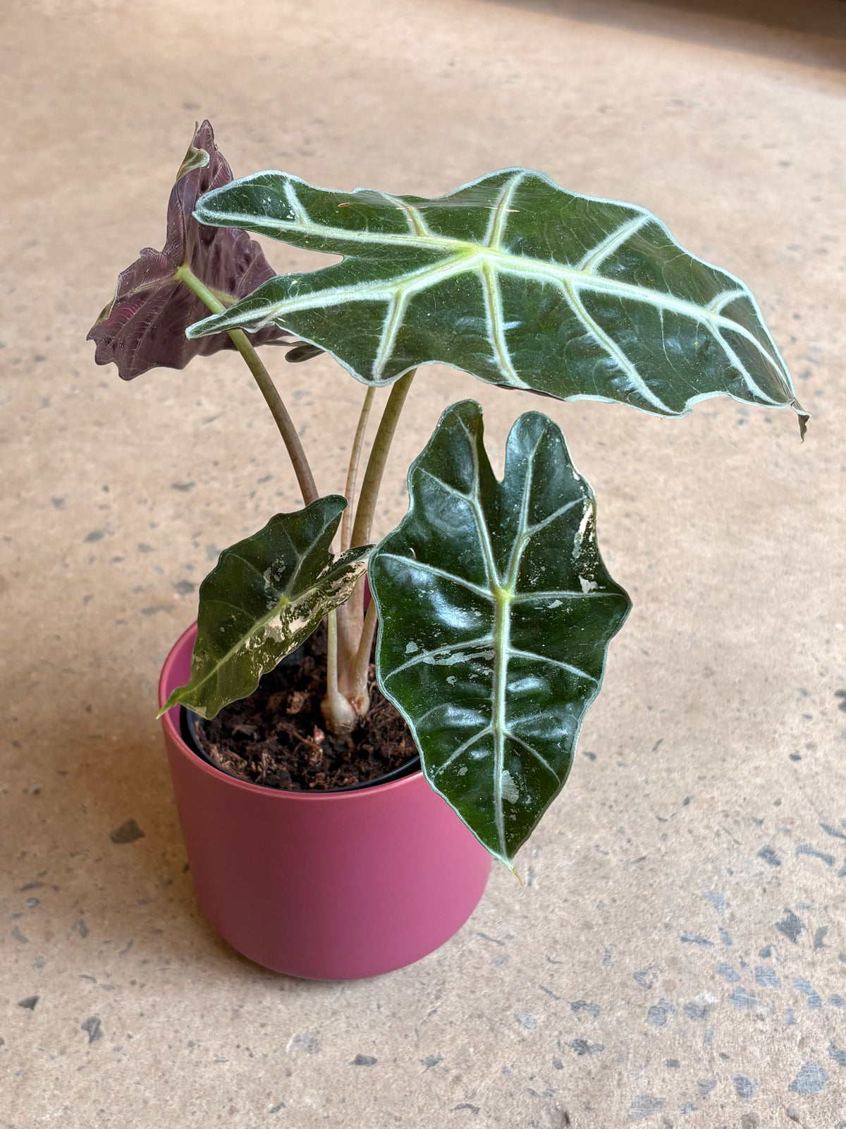 Alocasia Amazonica « Polly » Pink Variegata