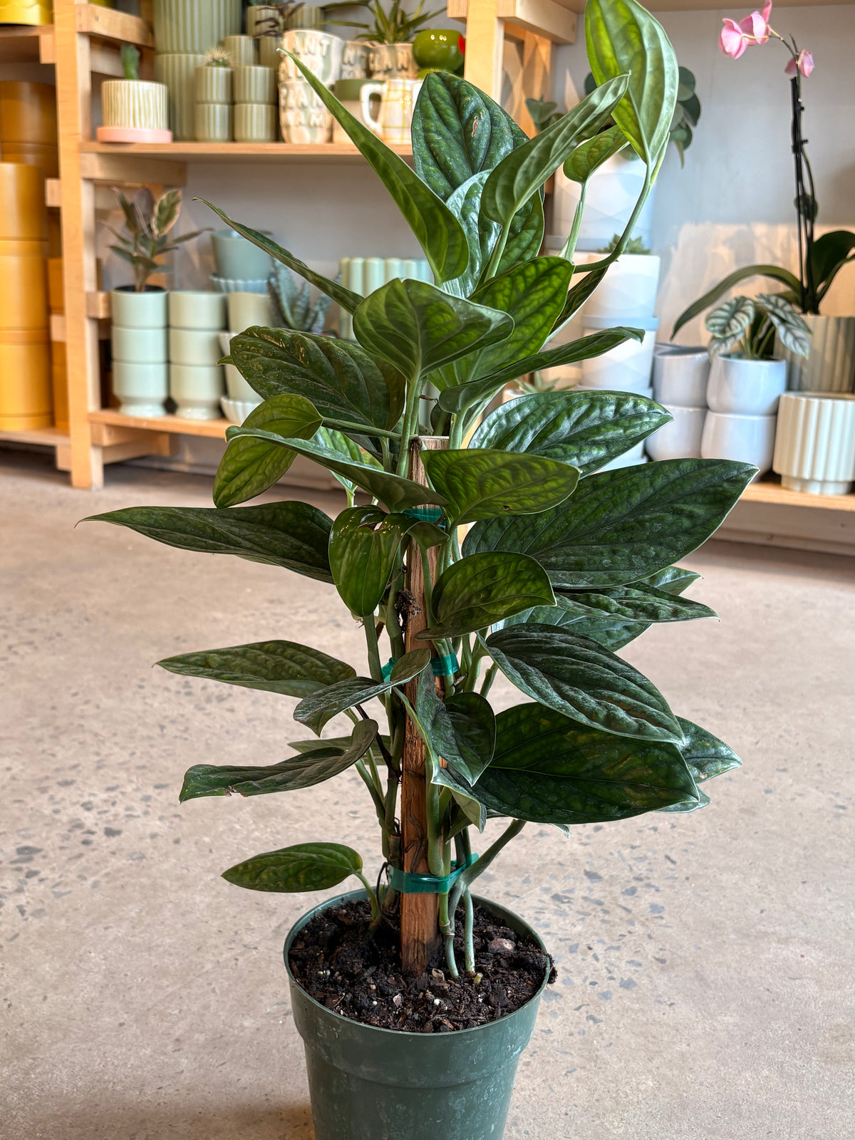 Monstera « Karstenianum » Peru