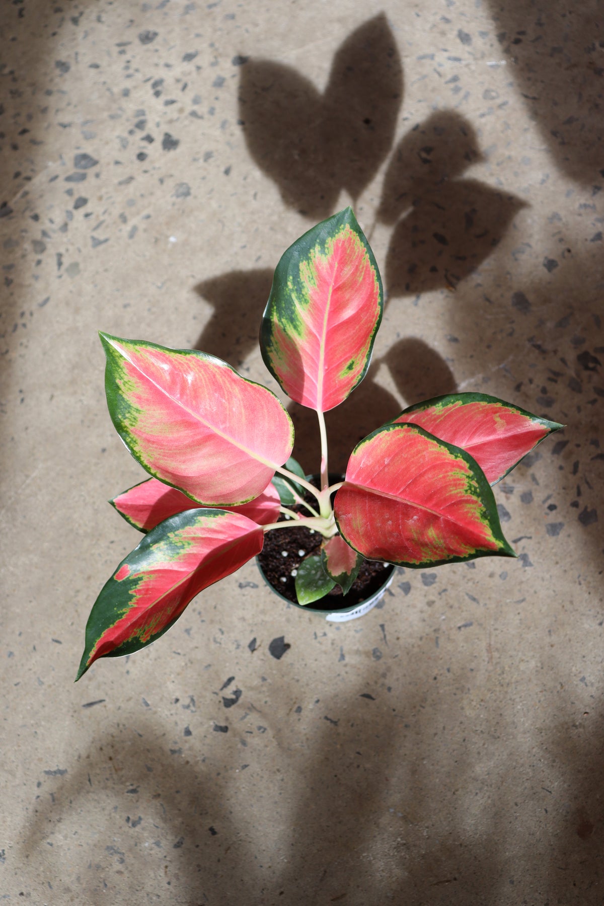 Aglaonema «Geely Red»