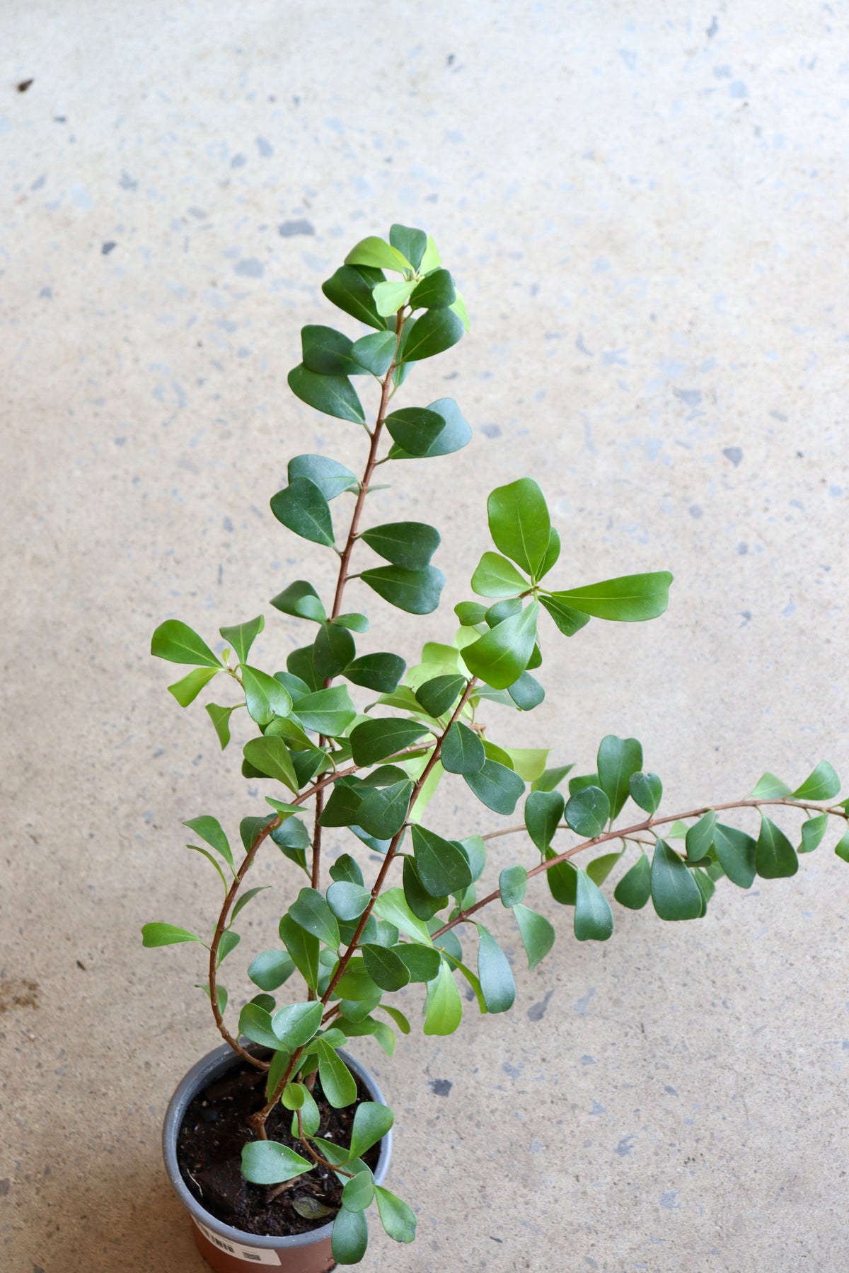 Ficus Lingua