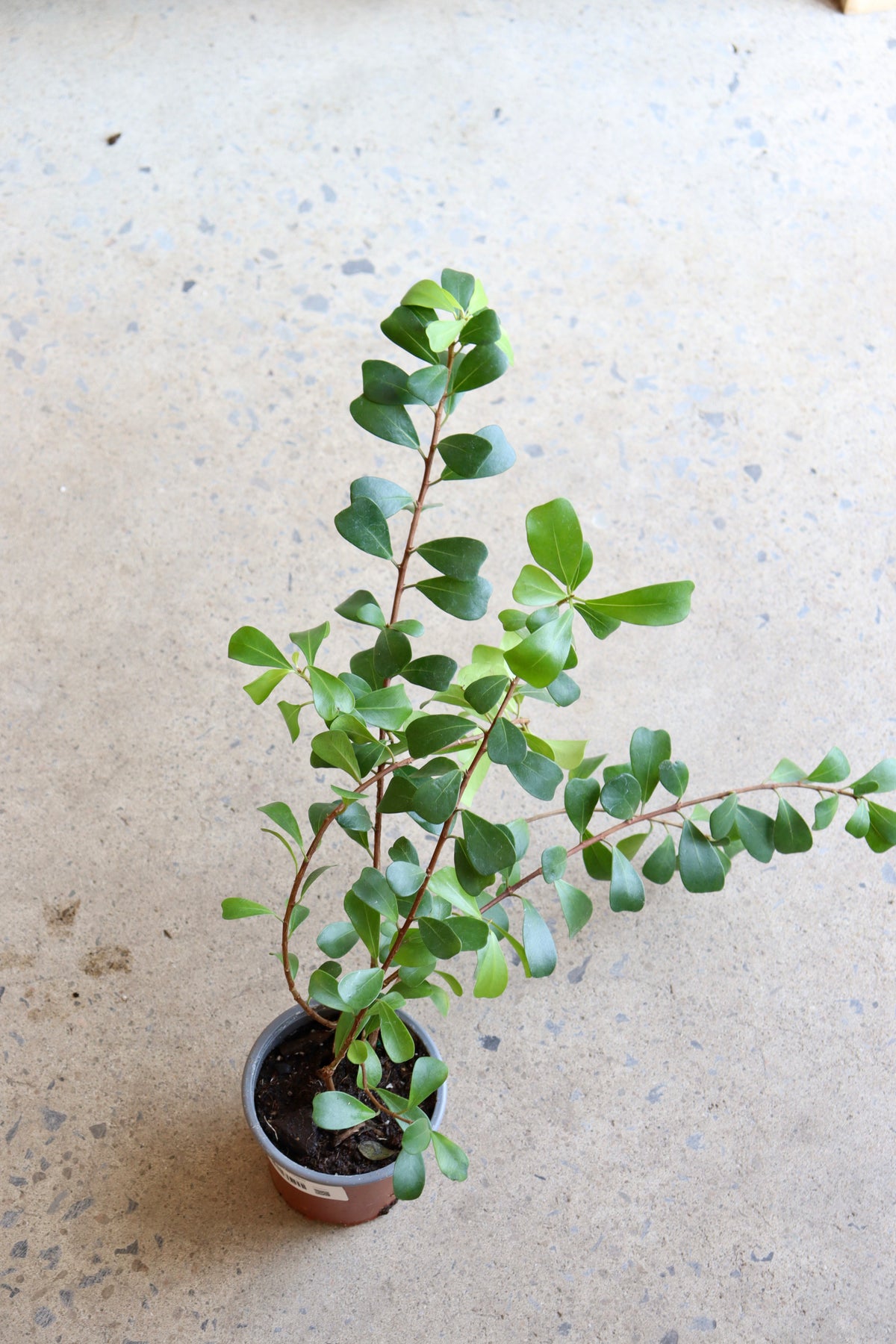 Ficus Lingua