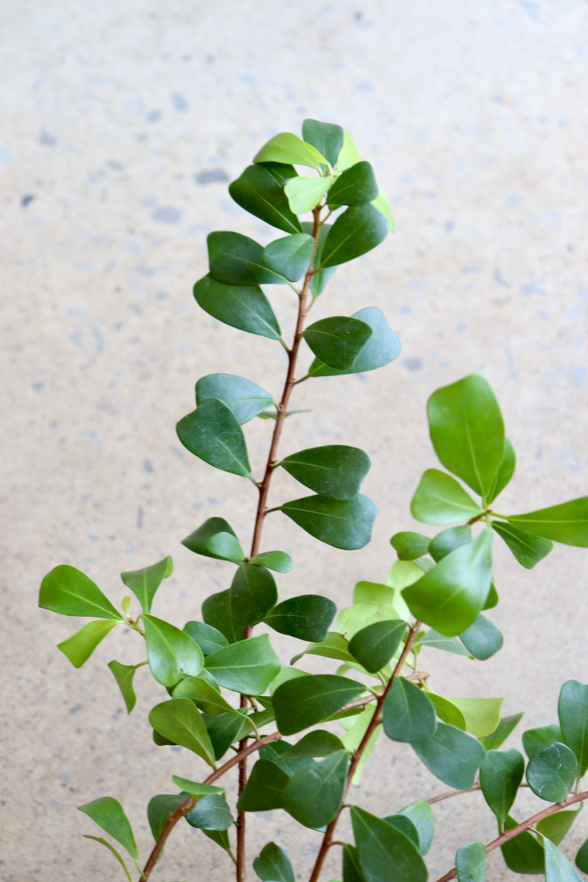 Ficus Lingua