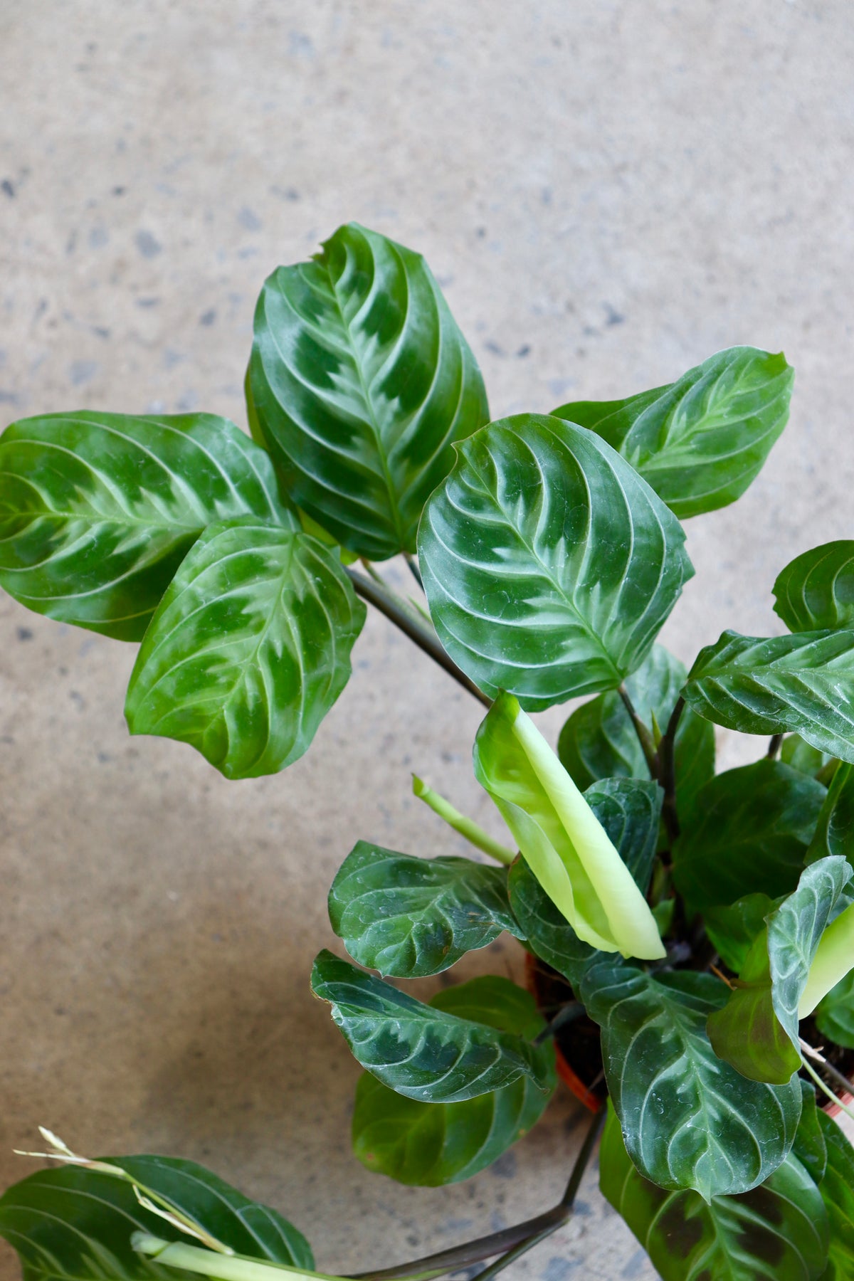 Maranta noID &#39;&#39;Cat Mustache&#39;&#39;