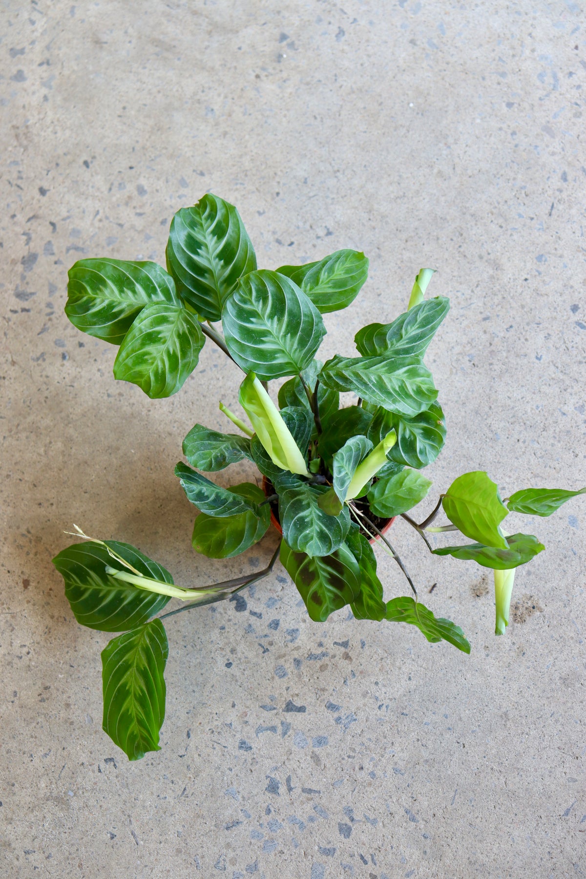 Maranta noID &#39;&#39;Cat Mustache&#39;&#39;