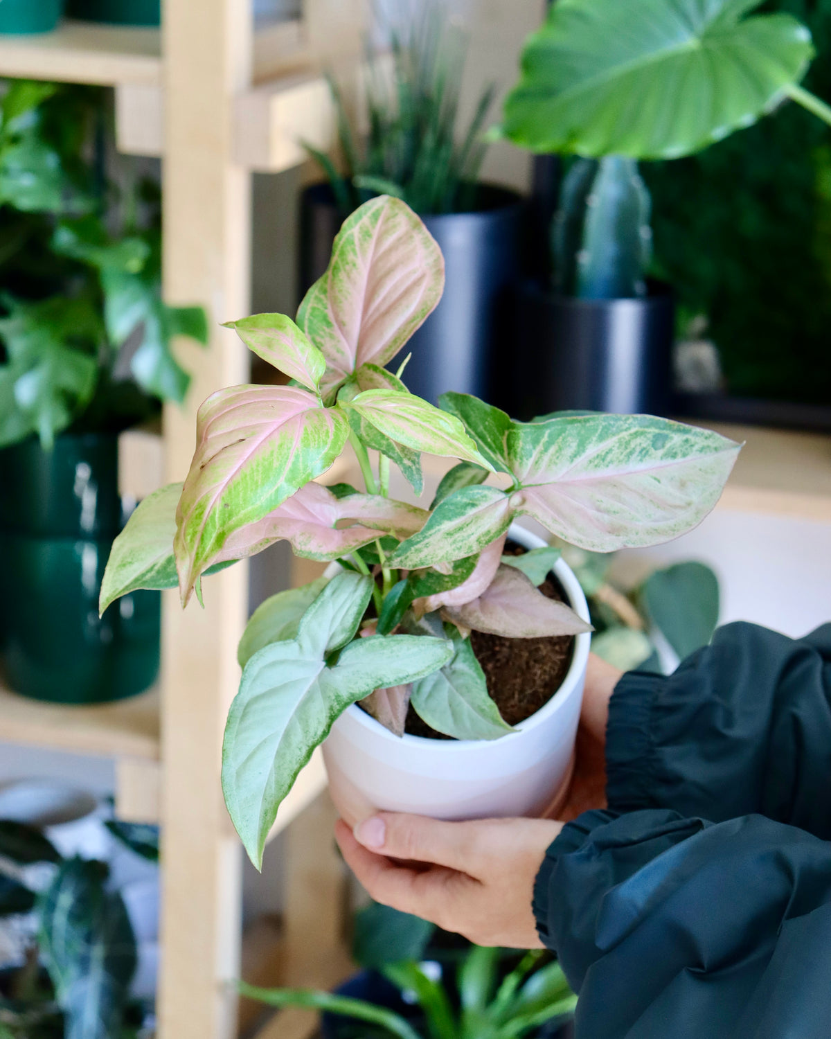 Syngonium podophyllum &quot;Tricolor&quot;
