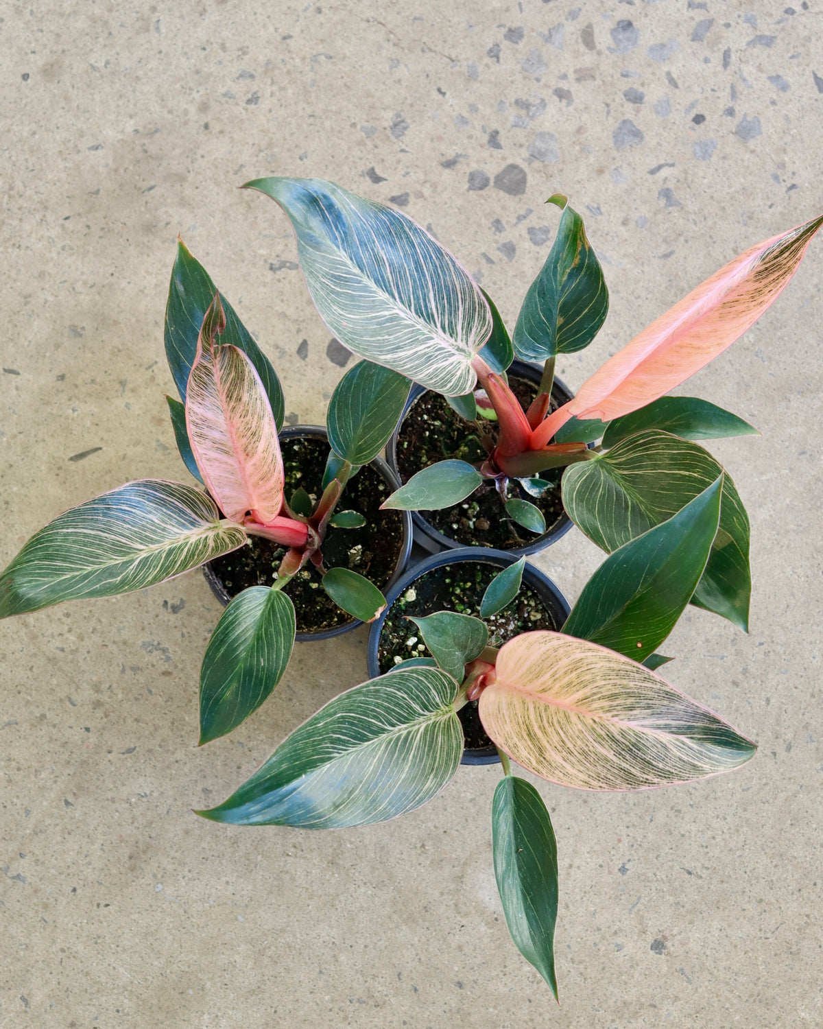 Philodendron birkin « Pink »