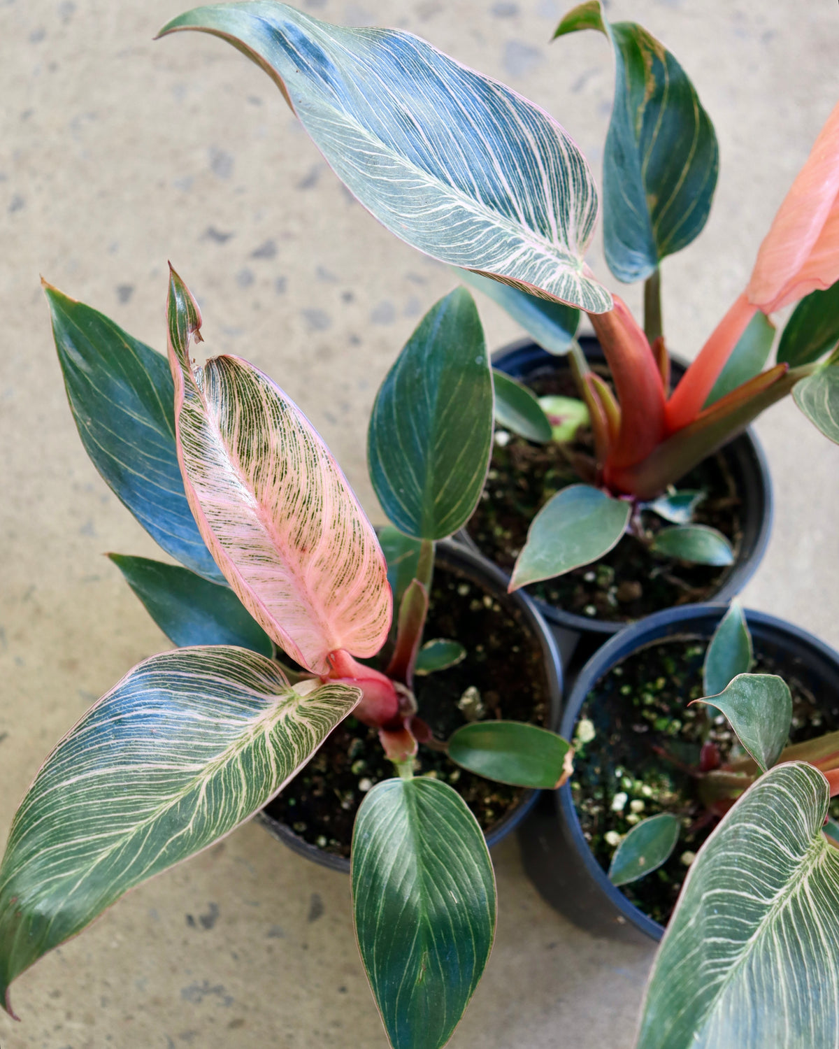 Philodendron birkin « Pink »