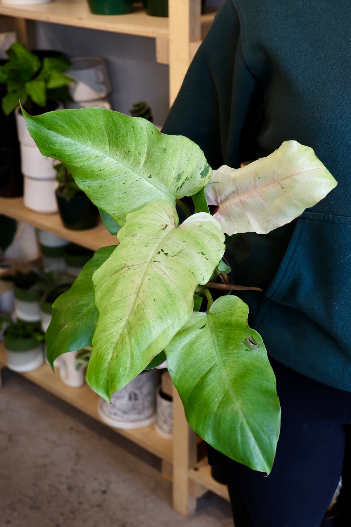 Philodendron « Snowdrift »