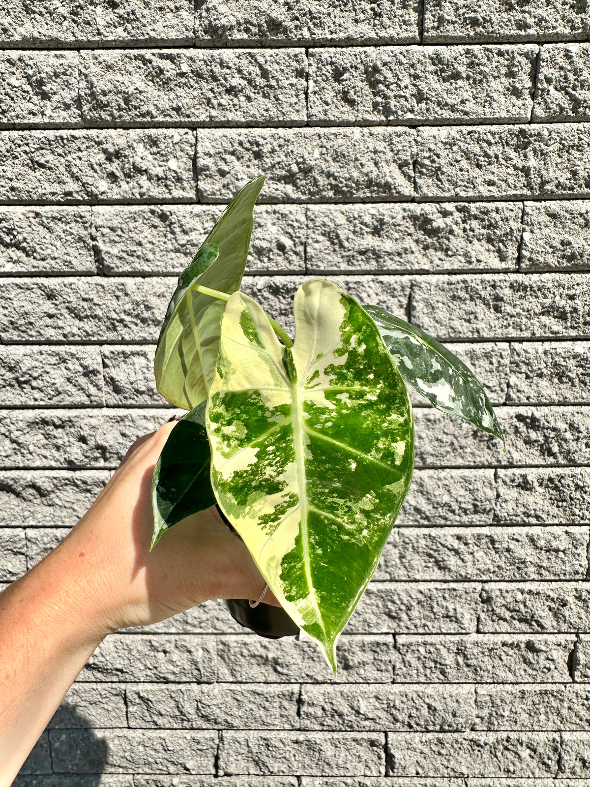 Alocasia « Frydek Variegata »